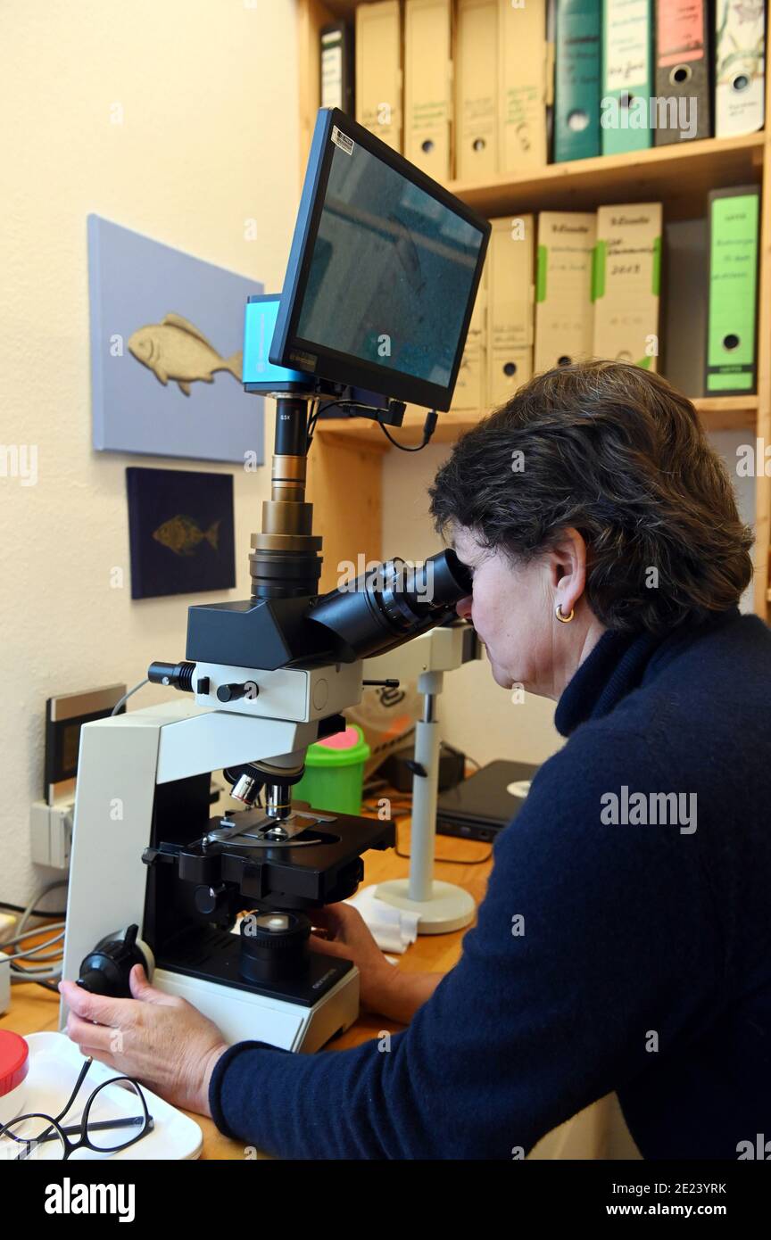 11 janvier 2021, Baden-Wuerttemberg, Neuenbürg: La vétérinaire Sandra Lechleiter évalue l'écouvillon muqueux d'un poisson rouge au microscope dans sa pratique. Lechleiter est l'un des rares vétérinaires de poissons en Allemagne. En tant que telle, elle a souvent à s'asseoir dans la voiture pendant des heures et puis obtient de traiter les parasites, les bactéries et les problèmes intestinaux de ses patients squameux. Photo: Uli Deck/dpa Banque D'Images