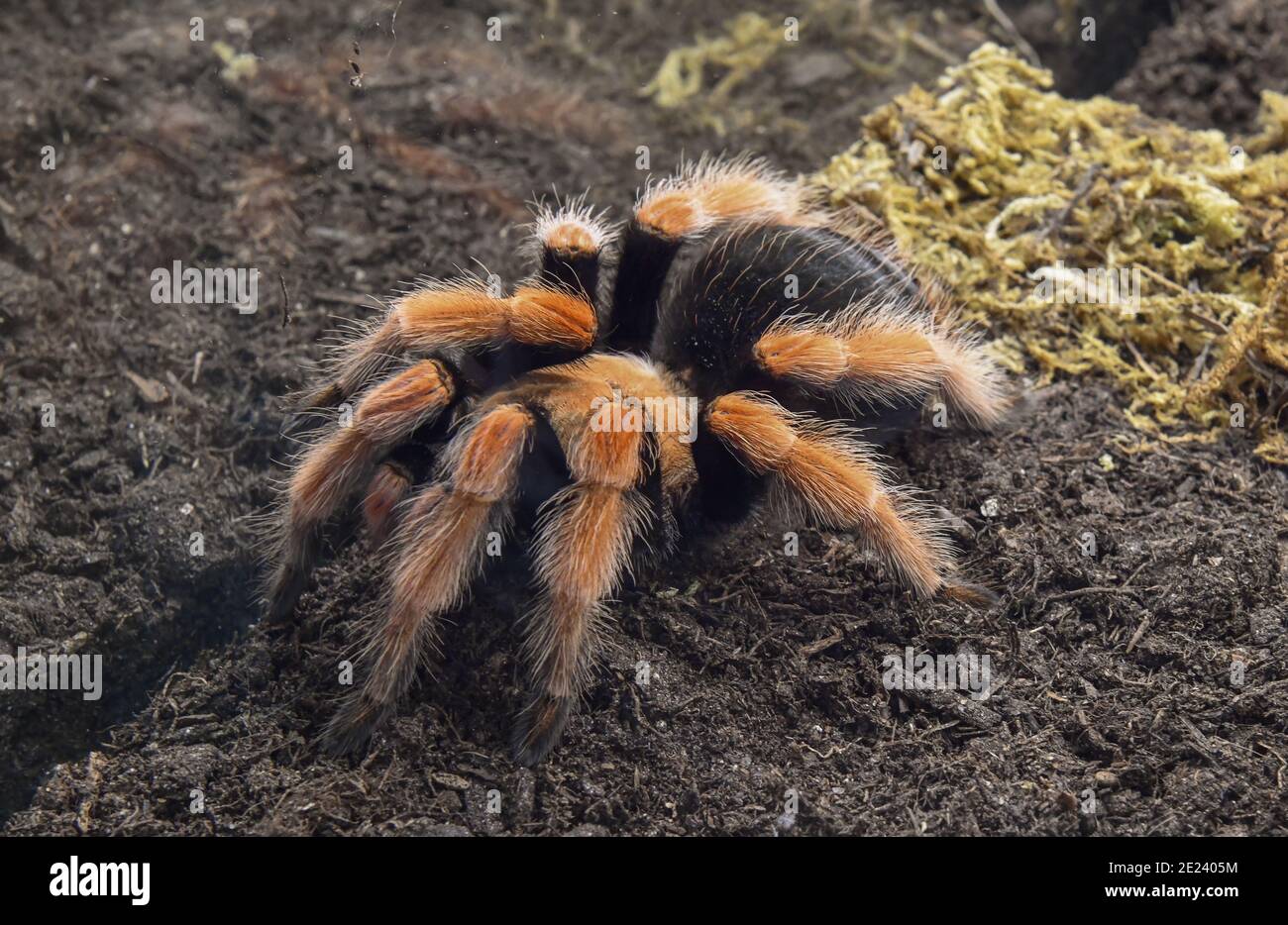 Vogelspinne (Brachypelma boehmei) Tierhalle, Grüne Woche, Messe, Berlin, Allemagne Banque D'Images