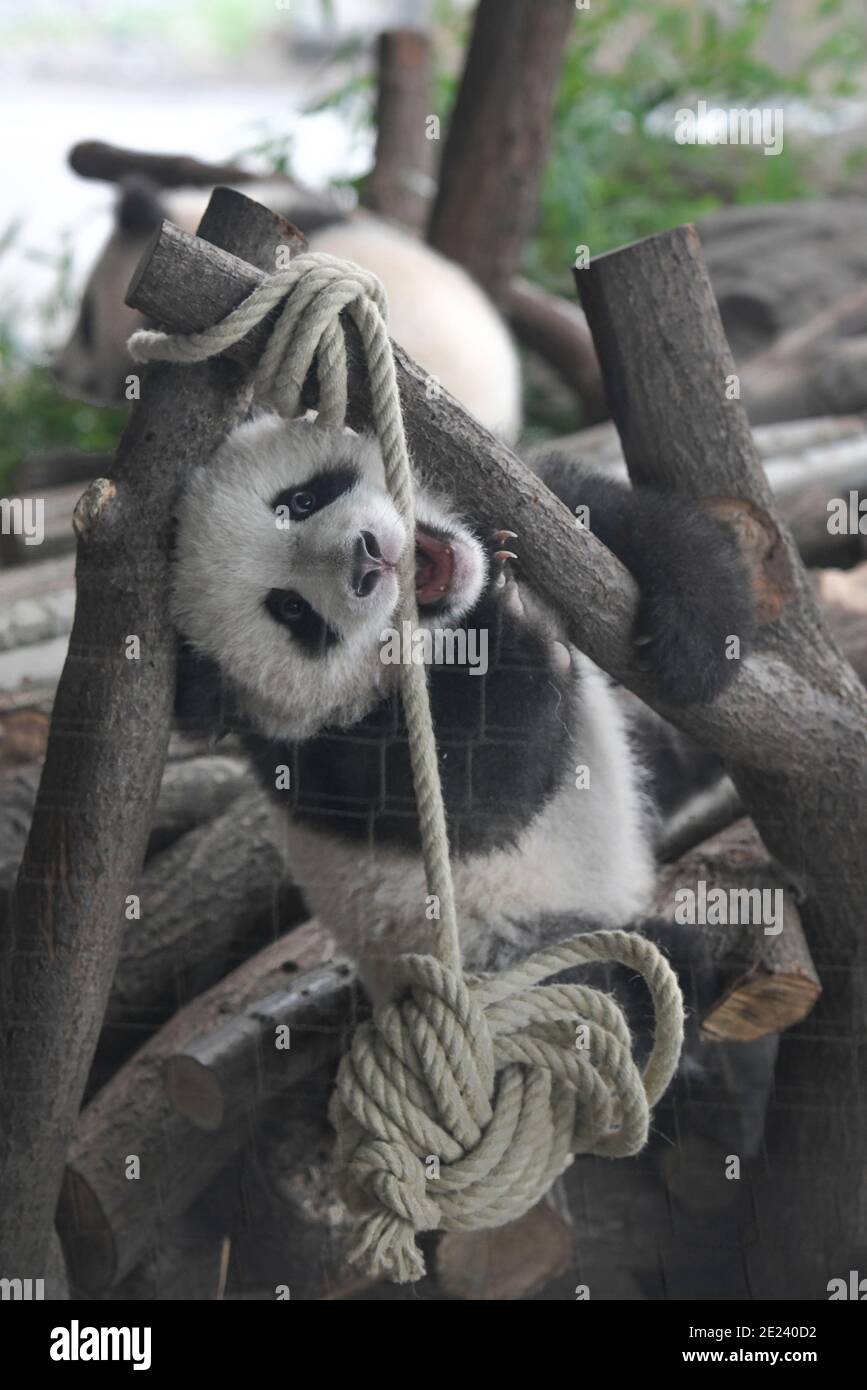 Berlin, 14.02.2020: Zwei Wochen nach dem Einzug der Pandas in ihr neues Gehege kehrt Normalität ein. Die Zwillinge Meng Xiang und Meng Yuan alias Pit Banque D'Images