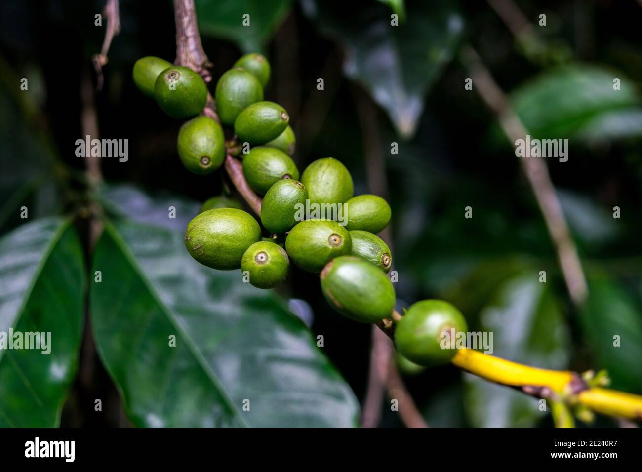Café sur l'arbre / Arabicas grains de café crus dans le champ, Kerala, Inde. Banque D'Images