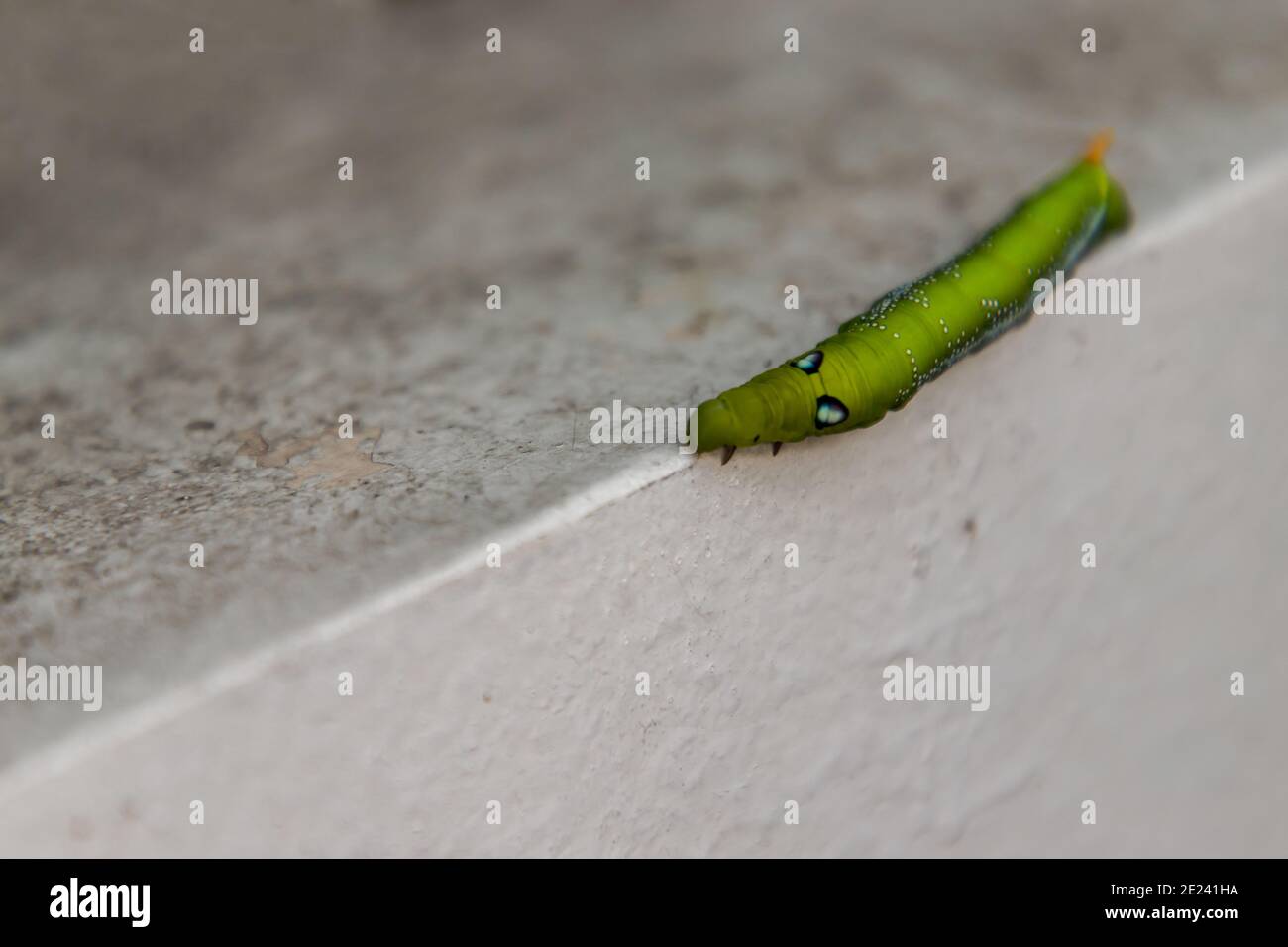 Gros plan de Big Green WORM ou Oleander Hawk Moth Caterpillar (Daphnis nerii, Sphingidae) Crawl sur le bord de la paroi blanche. Aucune mise au point, en particulier. Banque D'Images
