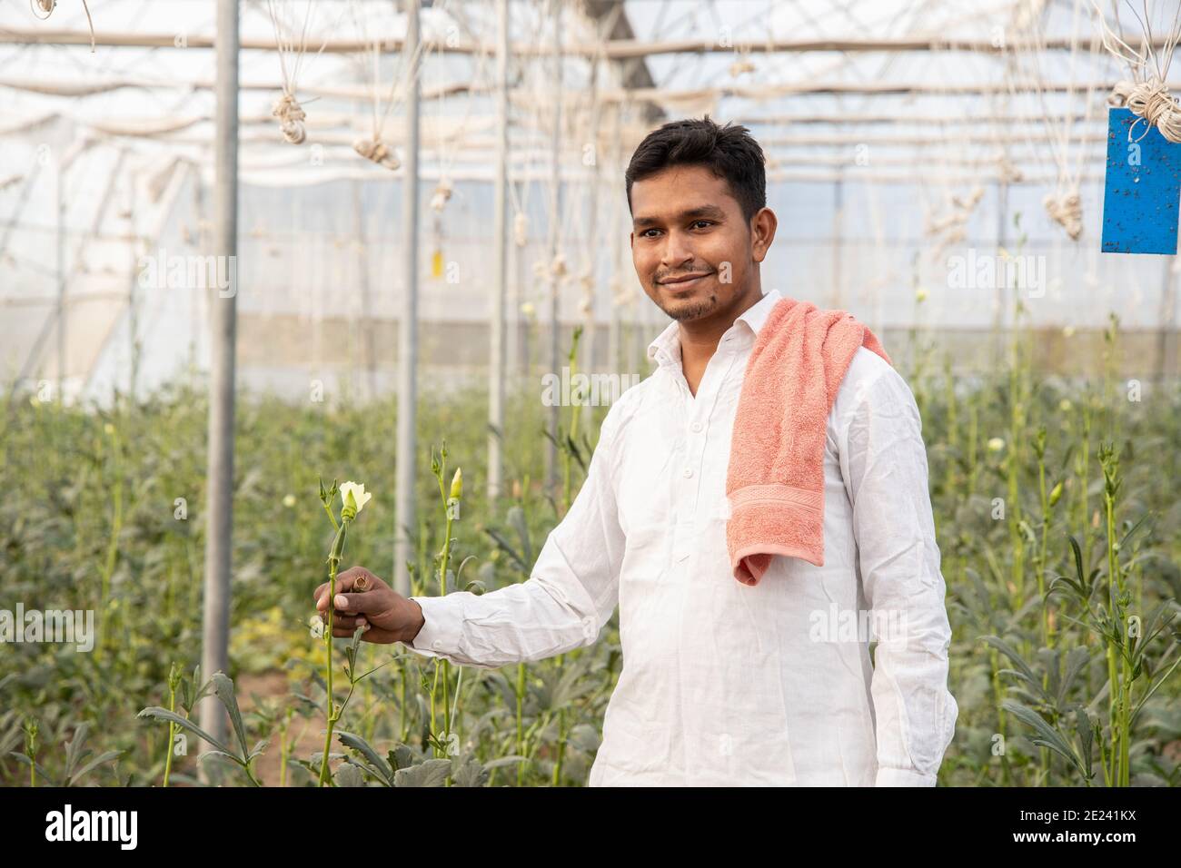 Jeune agriculteur indien souriant tout en tenant la culture végétale à sa maison poly ou serre, l'agriculture d'affaires et de la prospérité rurale concept. Homme portant W Banque D'Images