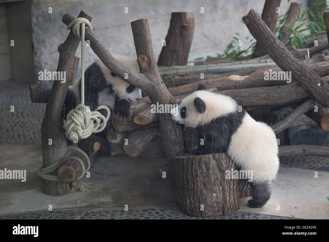Berlin, 14.02.2020: Zwei Wochen nach dem Einzug der Pandas in ihr neues Gehege kehrt Normalität ein. Die Zwillinge Meng Xiang und Meng Yuan alias Pit Banque D'Images