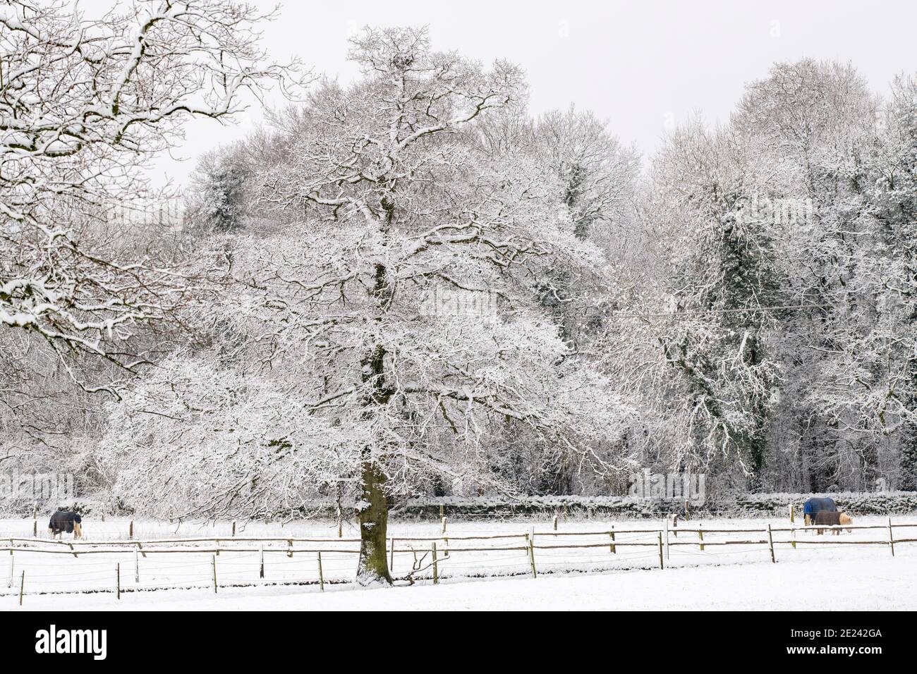 La neige couvrait les arbres et le champ en décembre. Près de Guitting Power, Cotswolds, Gloucestershire, Angleterre Banque D'Images