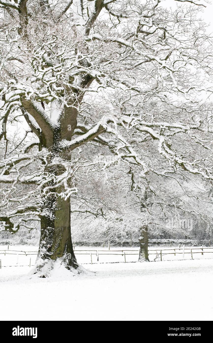 La neige couvrait les arbres et le champ en décembre. Près de Guitting Power, Cotswolds, Gloucestershire, Angleterre Banque D'Images