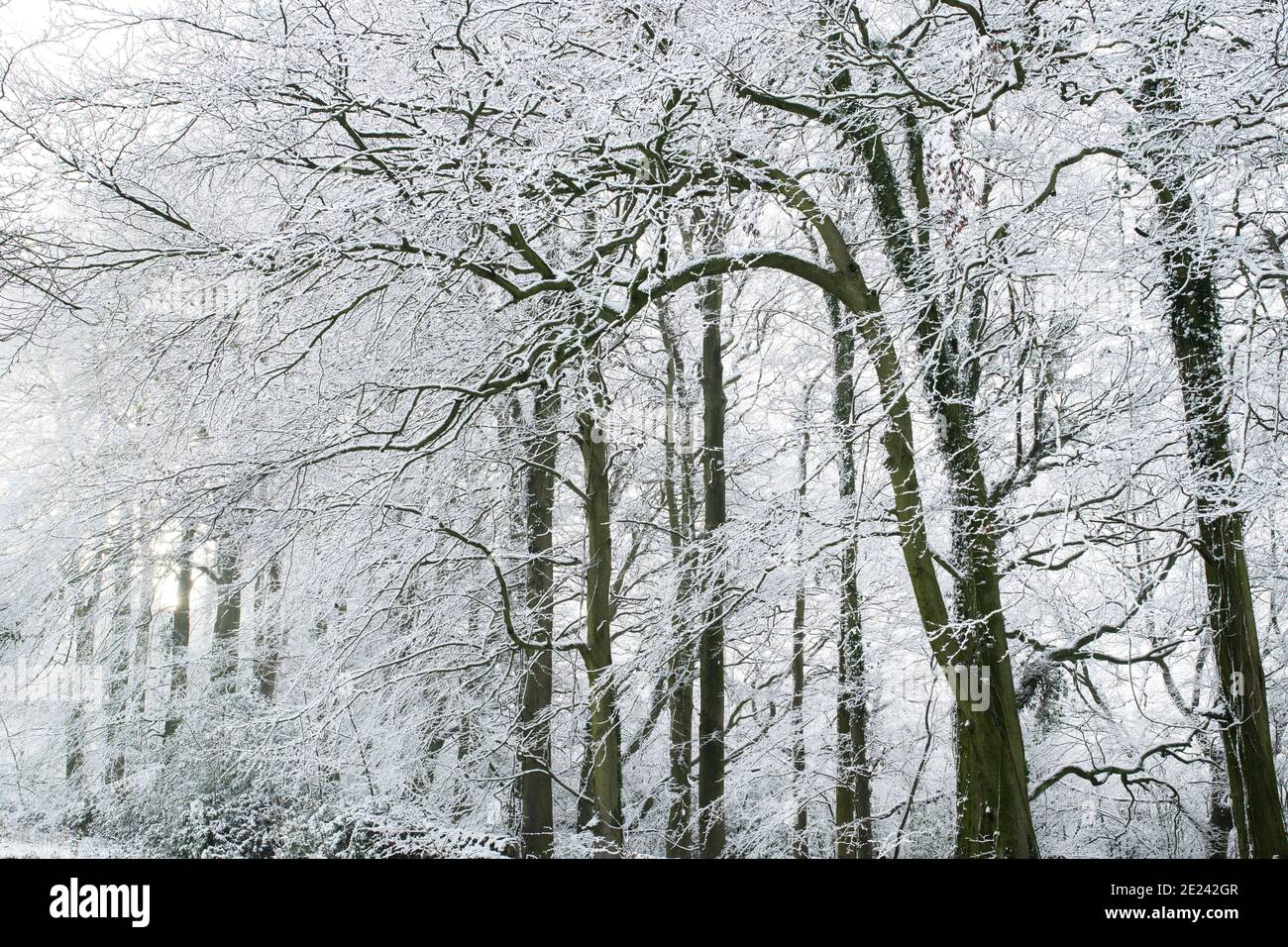 Des arbres enneigés en décembre. Près de Chipping Campden, Cotswolds, Gloucestershire, Angleterre Banque D'Images