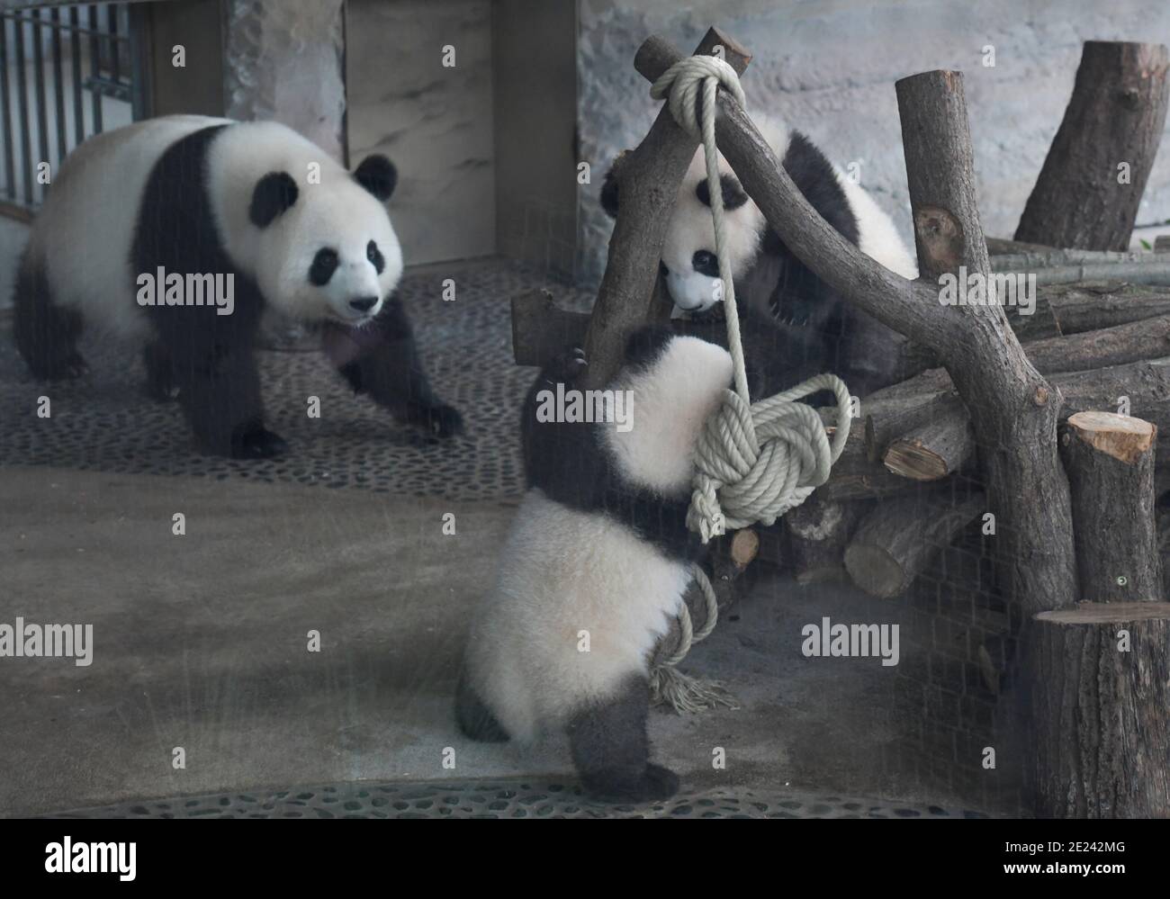 Berlin, 14.02.2020: Zwei Wochen nach dem Einzug der Pandas in ihr neues Gehege kehrt Normalität ein. Die Zwillinge Meng Xiang und Meng Yuan alias Pit Banque D'Images