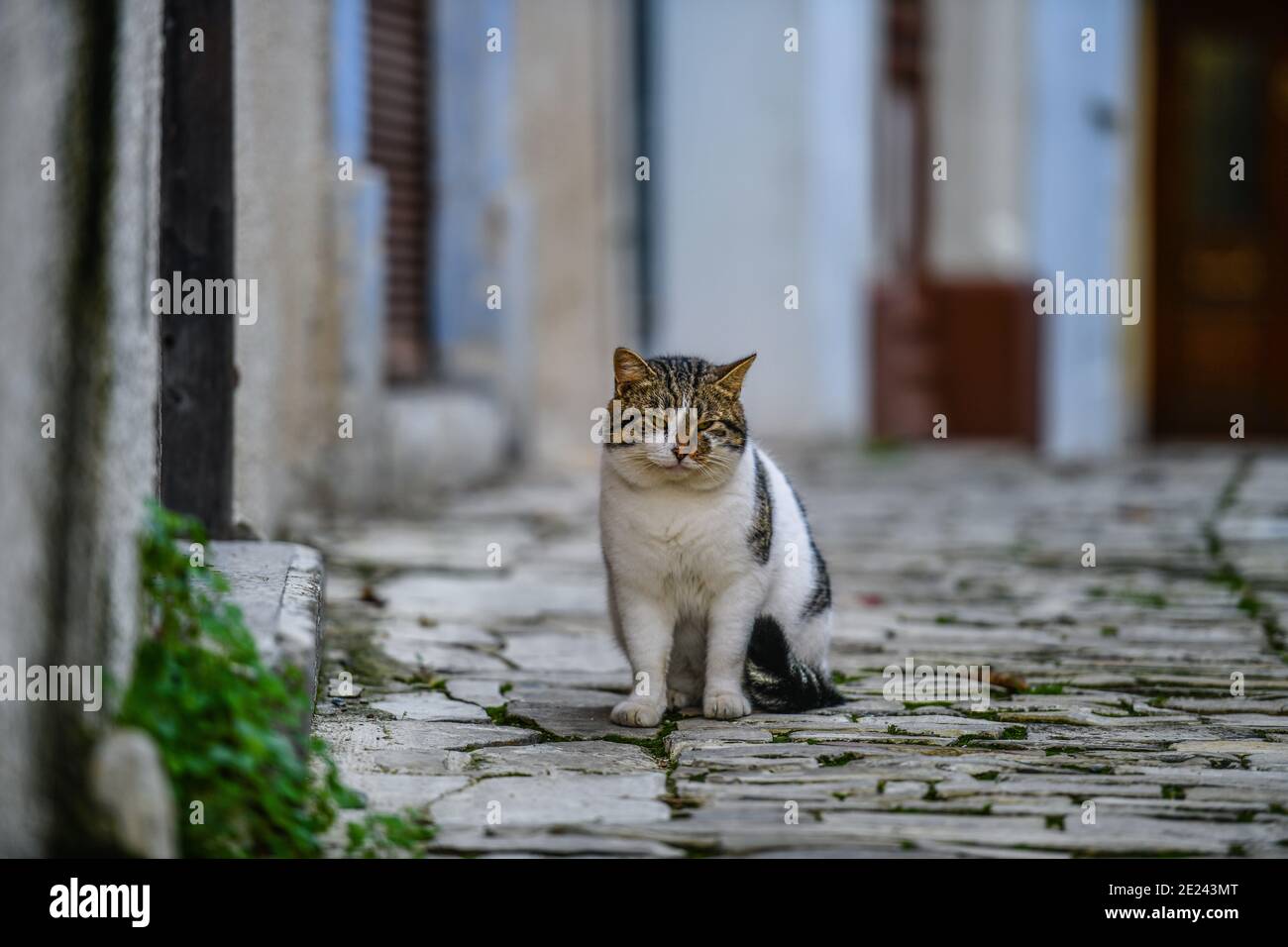 Katze, Pano Lefkara, Bergdorf Republik Zypern Banque D'Images