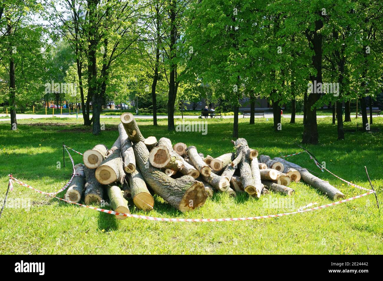Gros plan de troncs d'arbres sciés et de branches dans différents tailles Banque D'Images