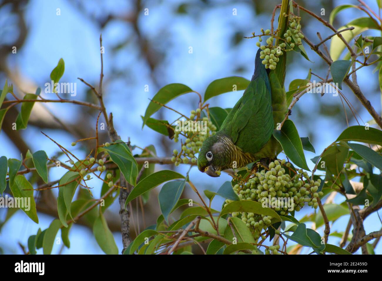 La perruche à ventre boron (Pyrhura frontalis) se nourrissant dans un arbre lucidum de Ligustrum Banque D'Images