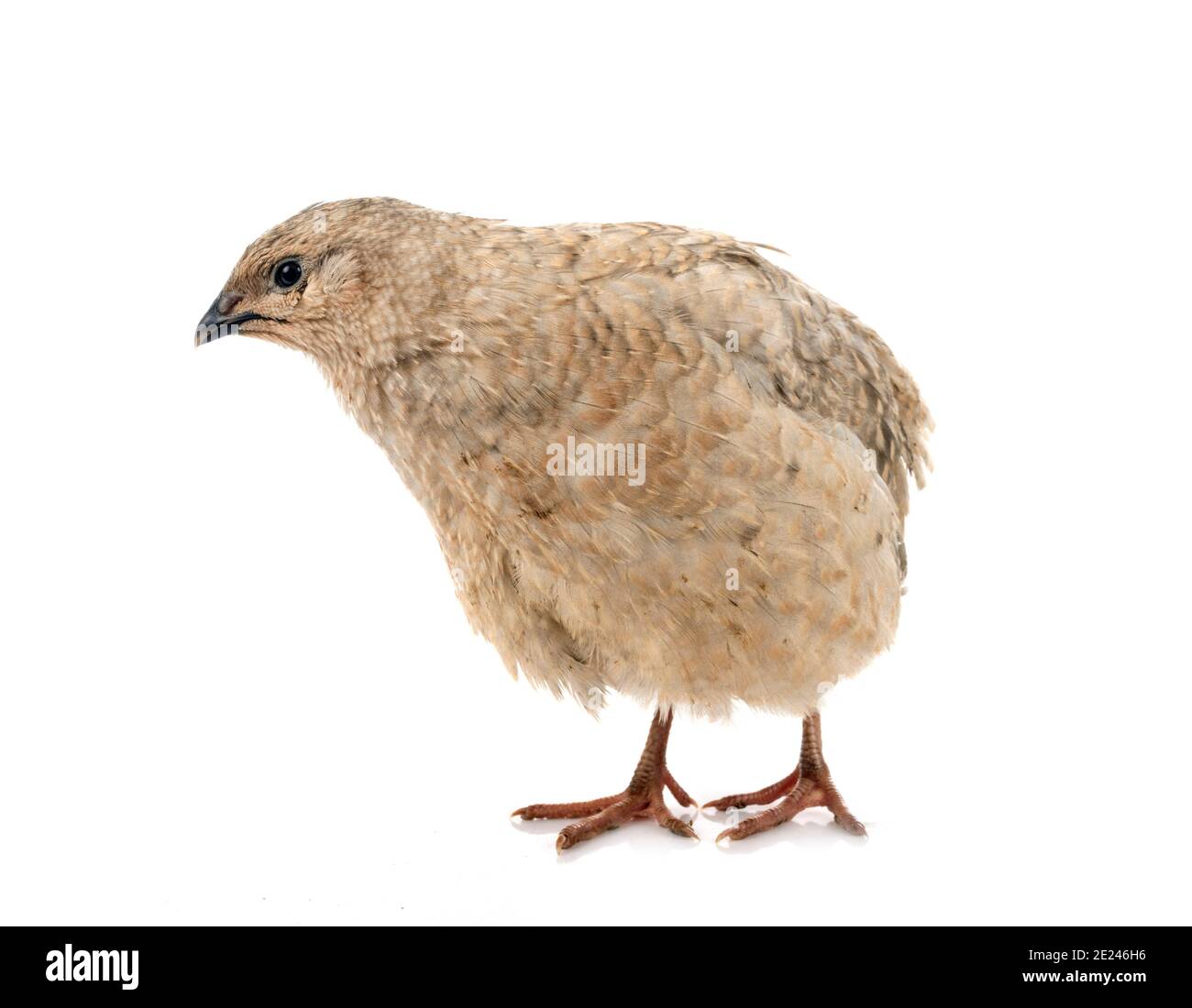 La caille japonaise in front of white background Banque D'Images