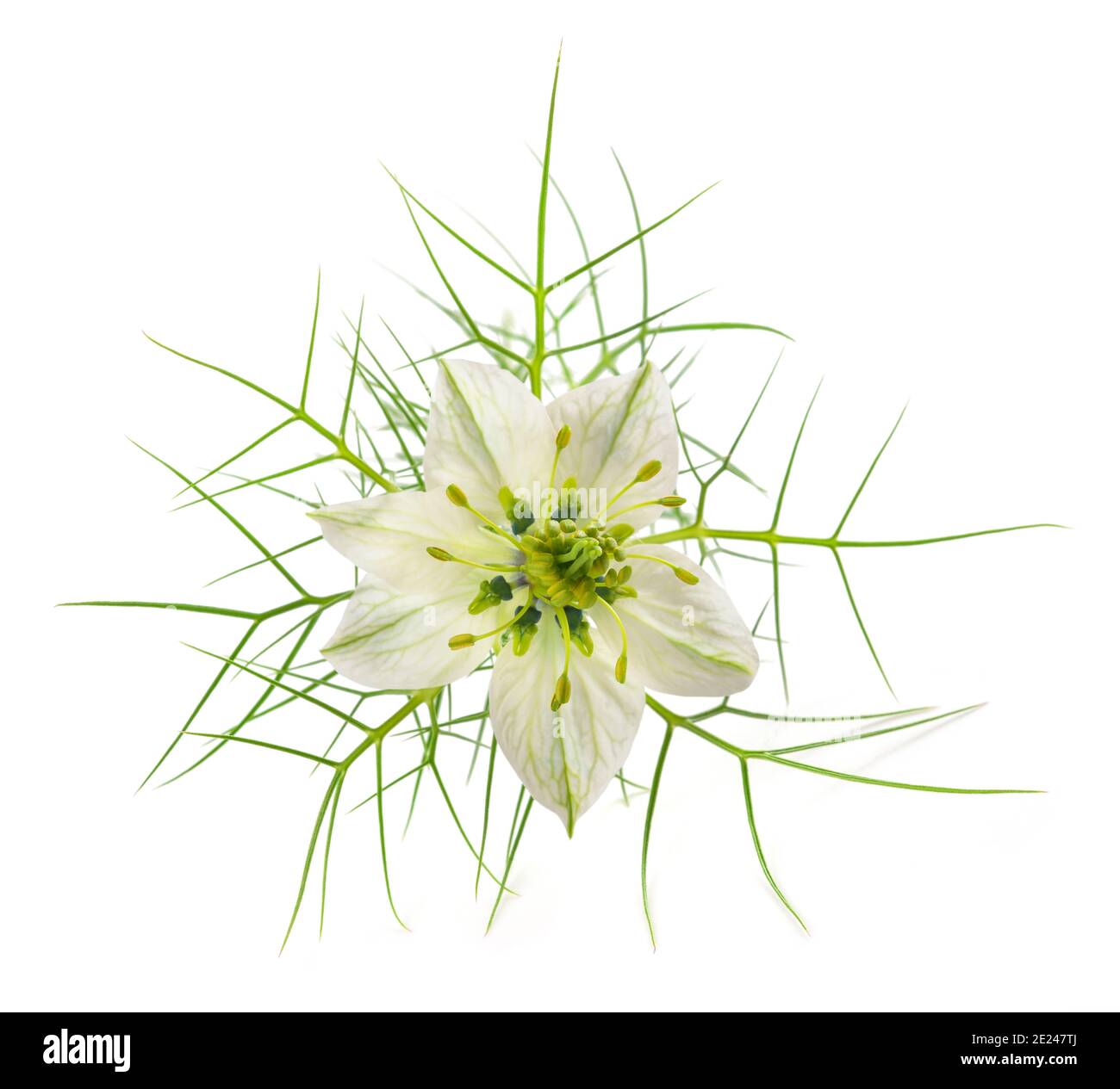 Amour dans une fleur de brume isolée sur blanc Banque D'Images