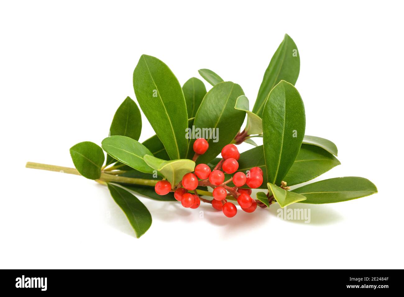 Branche de Skimmia japonica avec baies rouges isolées sur fond blanc Banque D'Images