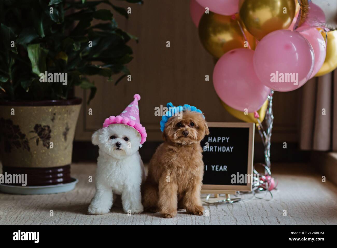 Joli Bichon Blanc Frise Et Teacup Poodle Chiens Celebrant L Anniversaire A La Maison Fete Domestique Avec Ballons A Air Chaud De Couleur Rose Et Or Articles Pour Animaux De Compagnie Photo Stock Joli Bichon Blanc Frise Et Teacup Poodle Chiens Celebrant L Anniversaire A La Maison Fete Domestique Avec Ballons A Air Chaud De Couleur Rose Et Or Articles Pour Animaux De Compagnie Photo Stock