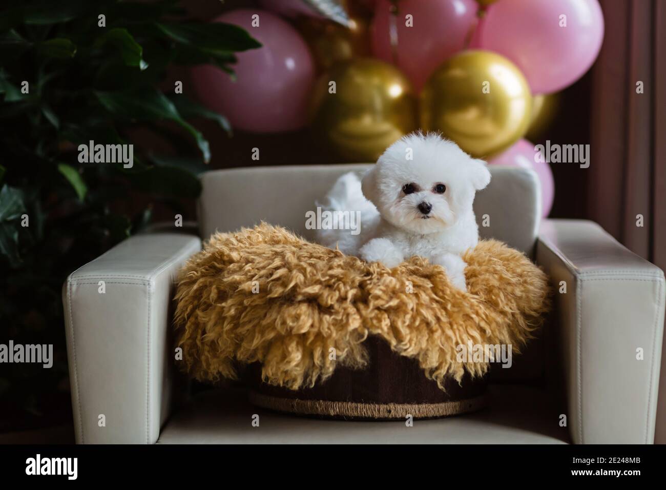 Adorable Chien Blanc Bichon Frise Assis Sur Une Chaise A La Maison Chambre Decoration Interieure Ballons D Anniversaire Peut Etre Utilise Pour Le Salon De Coiffure Veterinaire Photo Stock Alamy