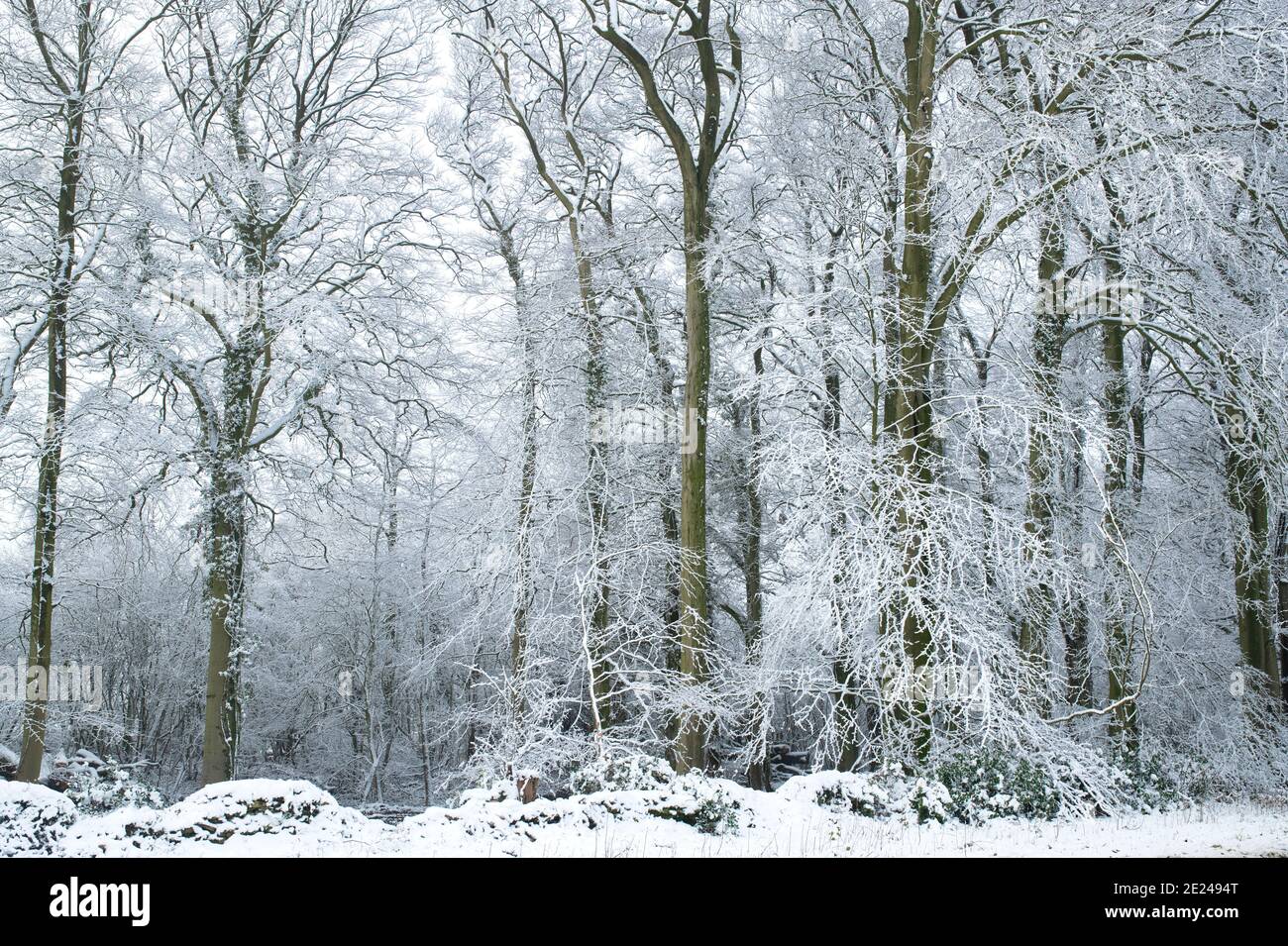 Des arbres enneigés ont été couverts en décembre dans la campagne des cotswolds. Près de Chipping Campden, Cotswolds, Gloucestershire, Angleterre Banque D'Images