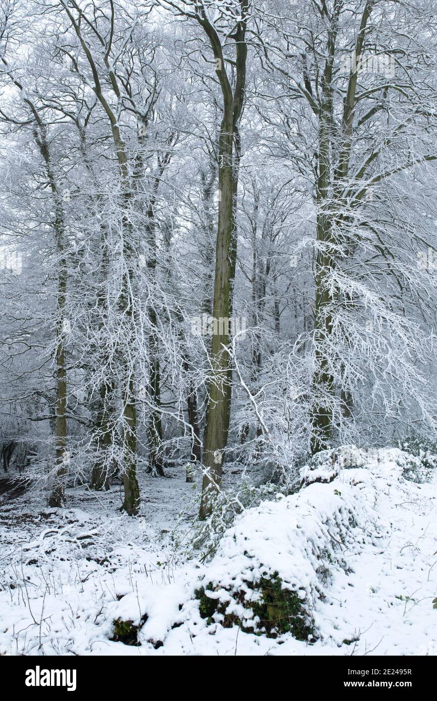 Des arbres enneigés ont été couverts en décembre dans la campagne des cotswolds. Près de Chipping Campden, Cotswolds, Gloucestershire, Angleterre Banque D'Images