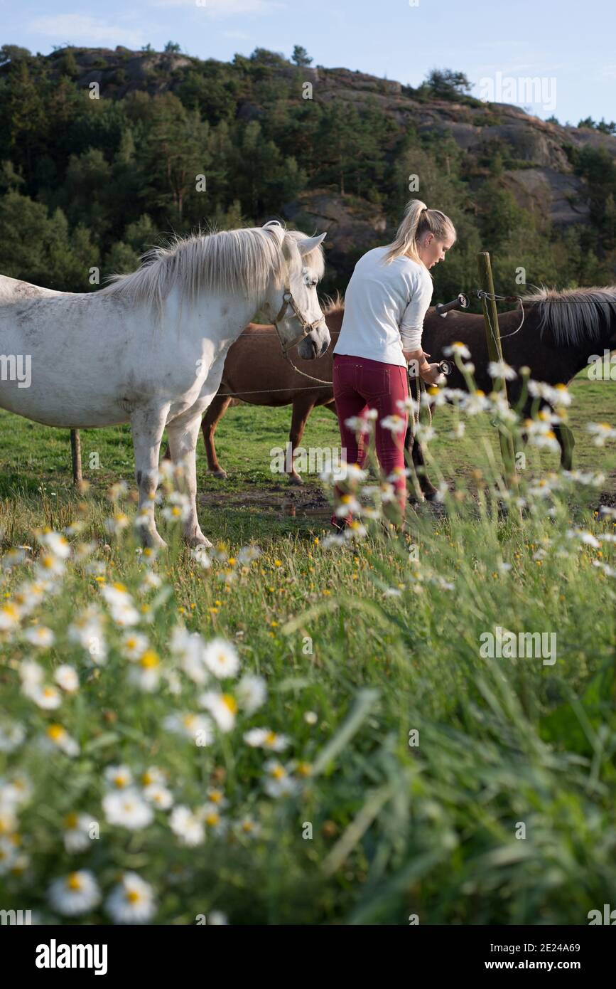 Femme avec des chevaux en pâturage Banque D'Images