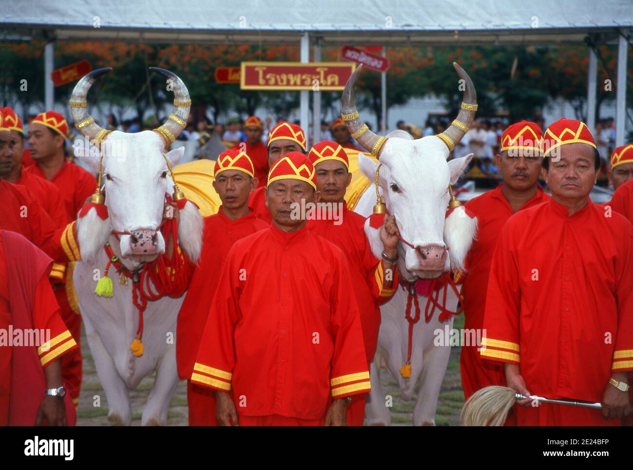 La cérémonie royale de labourage est un ancien rituel de Brahman qui se tient chaque année à Bangkok à Sanam Luang, en face du Grand Palais. L'événement est exécuté pour obtenir un démarrage propice à la saison de croissance du riz. Le champ de Sanam Luang est semé de graines bénies par le roi. Les agriculteurs collectent ensuite les graines pour les replanter dans leurs propres champs. Cette cérémonie se tient également au Cambodge et au Sri Lanka. Banque D'Images