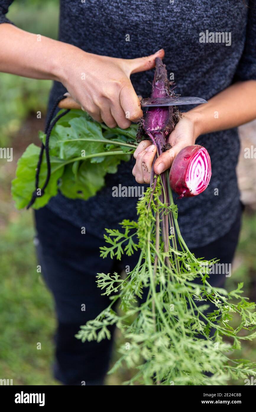 Les mains des femmes nettoiaient la carotte pourpre avec un couteau Banque D'Images