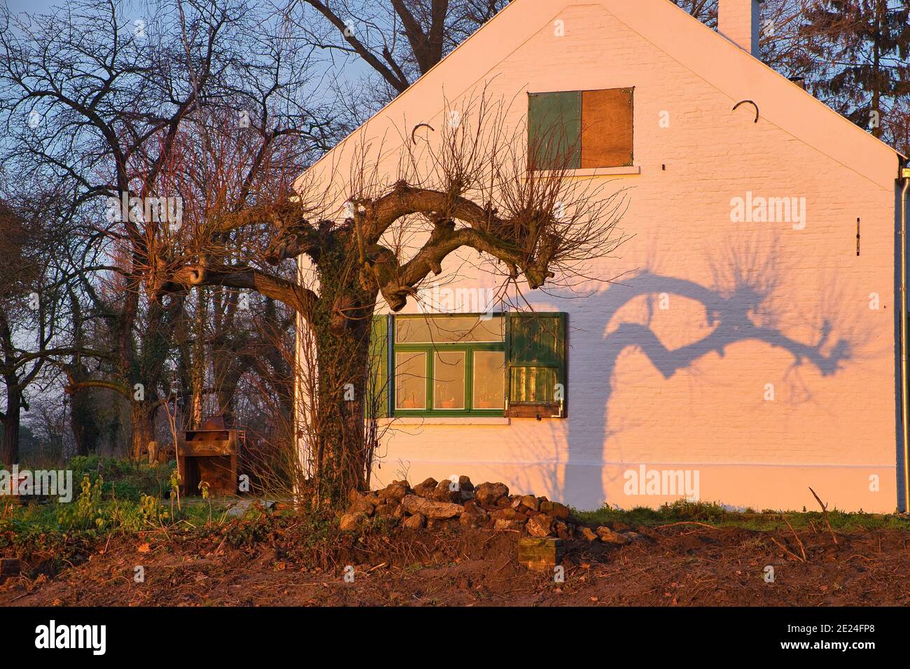 Gros plan d'arbres près d'une maison et d'une ombre d'un arbre sur un mur près d'une fenêtre ouverte po Banque D'Images