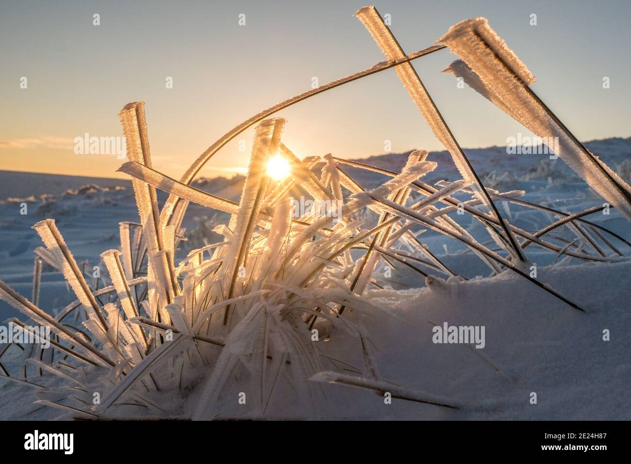 Herbes congelées dans la neige éclairée par le soleil tôt le matin , Parc national de Peak District Banque D'Images