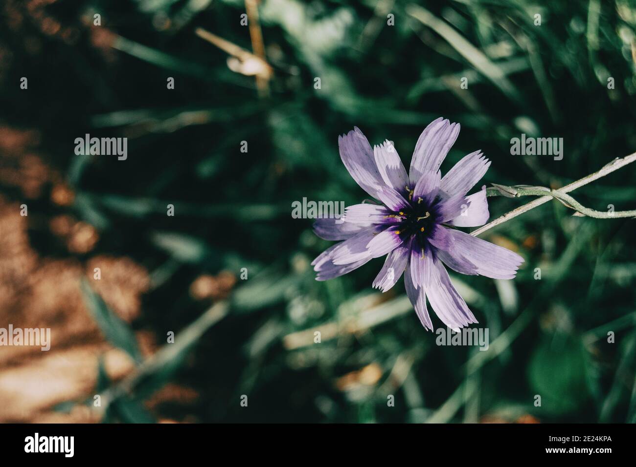 la catanache lilas fleurit sur un fond sombre avec de l'espace pour texte sur la droite Banque D'Images