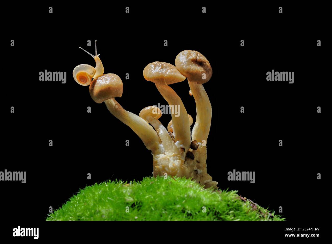 Gros plan d'un escargot sur un champignon dans la forêt, Indonésie Banque D'Images