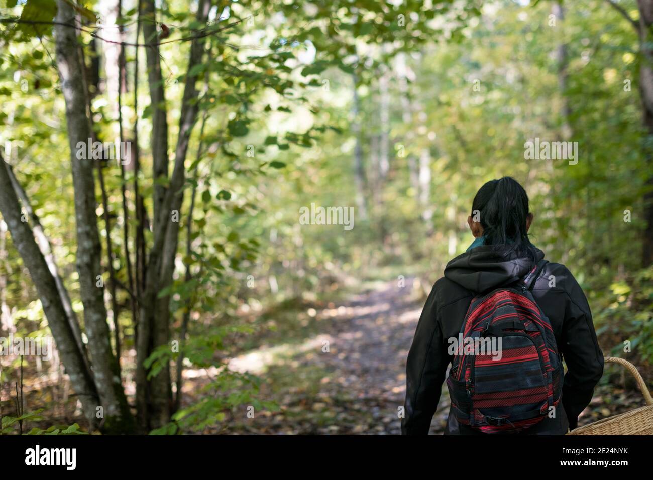 Vue arrière de la femme marchant dans la forêt Banque D'Images