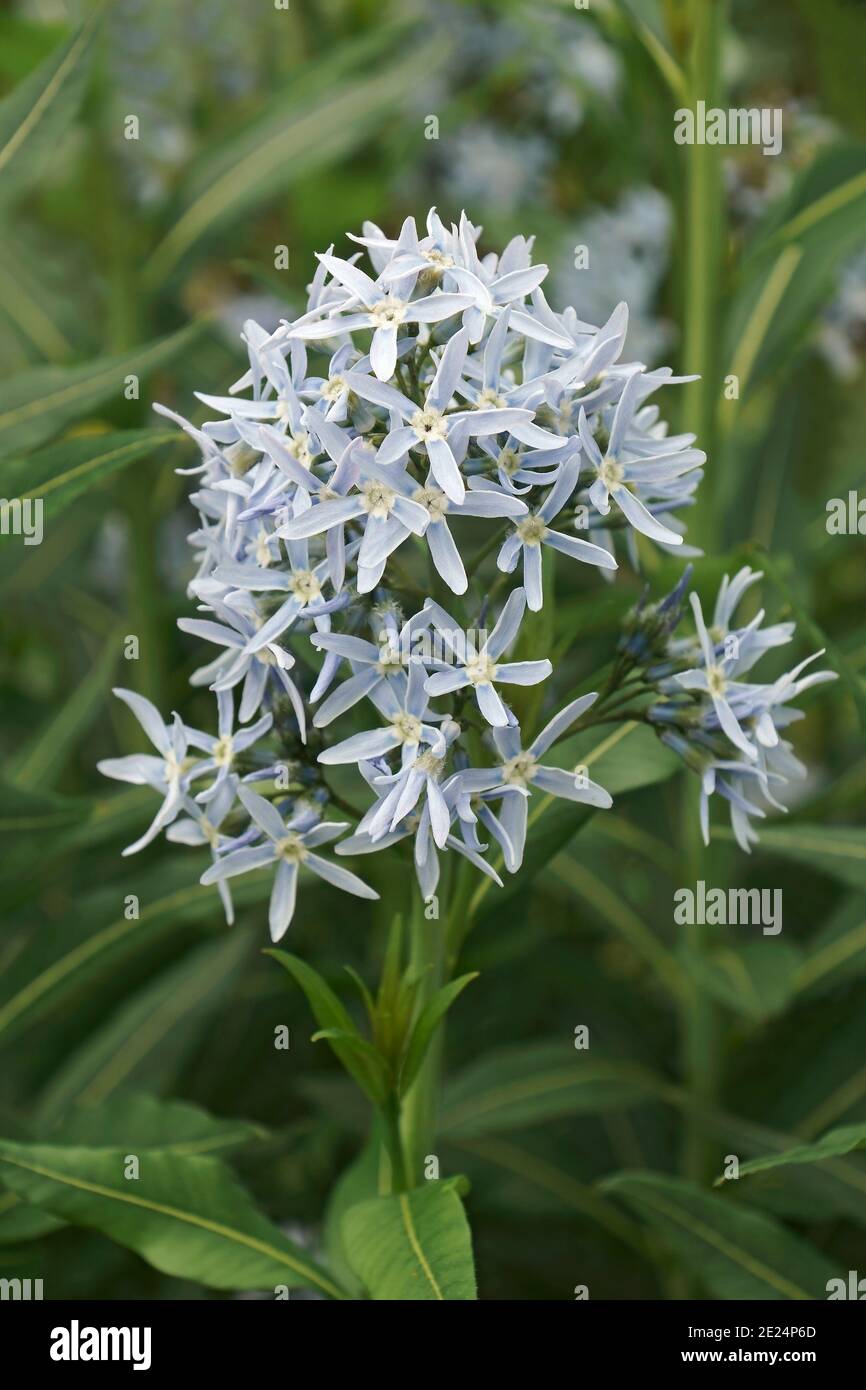 Étoile bleue (Amsonia tabernaemontana). Appelé Easten bluestar aussi Banque D'Images