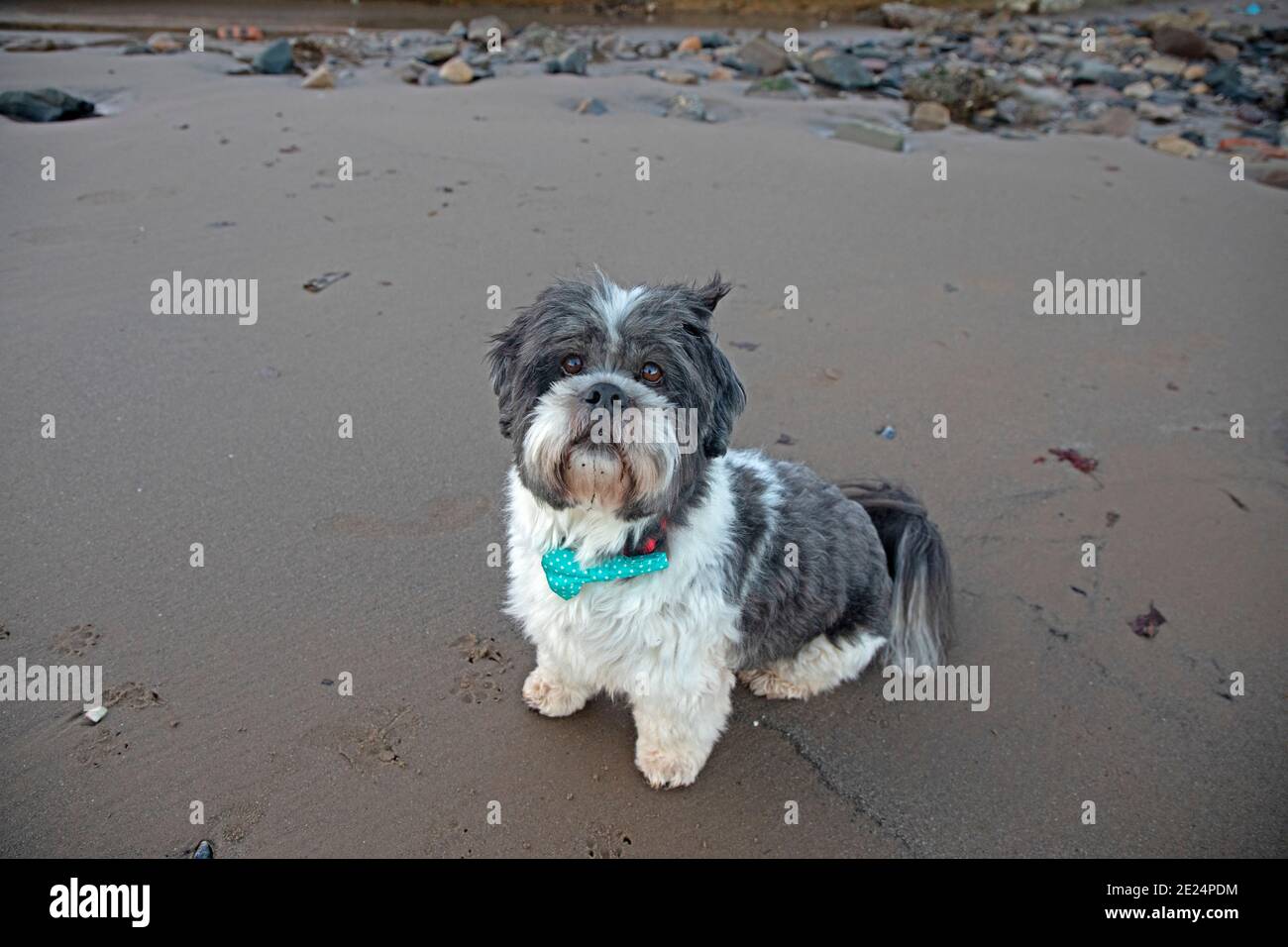 Portobello, Édimbourg, Écosse. 21 janvier 2021. Lever de soleil coloré à Portobello Beach pour ceux qui sont assez tôt pour en profiter à des températures négatives. Photo : ce petit chien, Olly Whi, est un lasa apso, s'est promené et s'est assis devant l'appareil photo des photographes comme s'il le disait : « OK, je suis prêt pour mon grand moment, j'ai pris le feu. » Crédit : Arch White/Alamy Live News. Banque D'Images