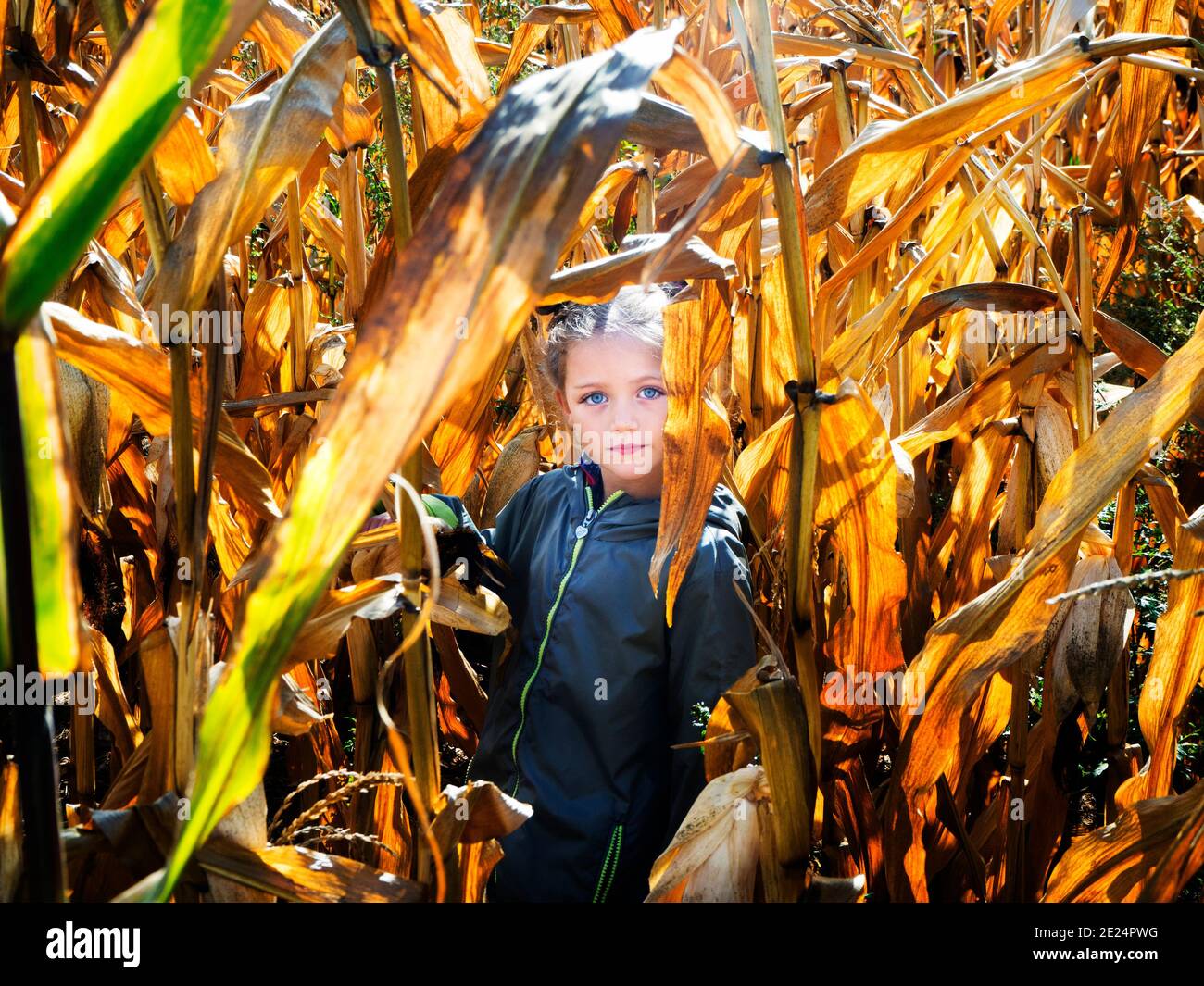 Portrait d'une fille debout dans un champ de maïs, Pologne Banque D'Images