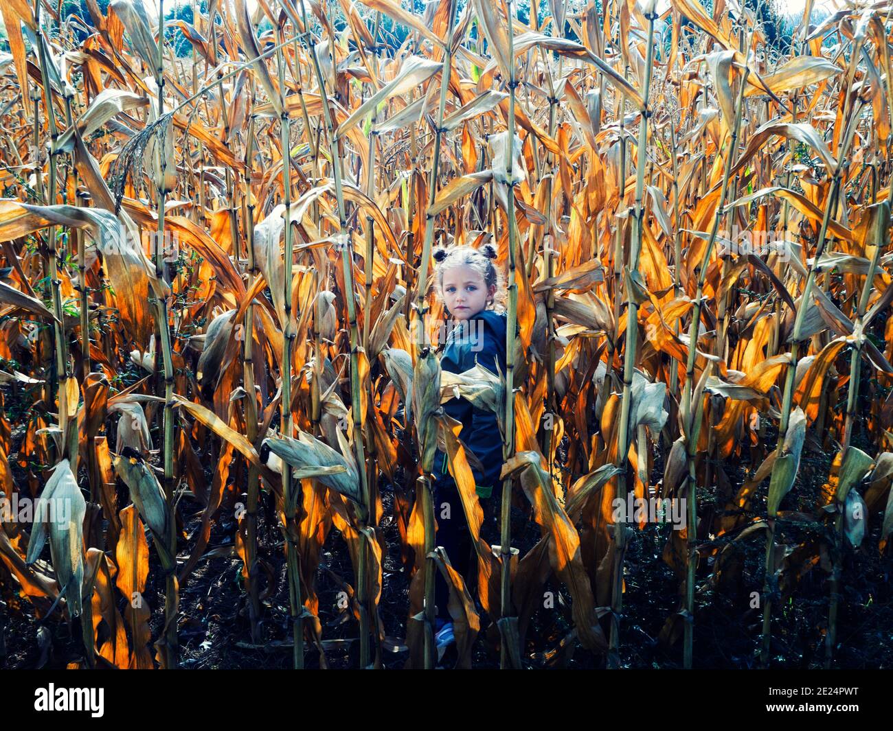Portrait d'une fille debout dans un champ de maïs, Pologne Banque D'Images