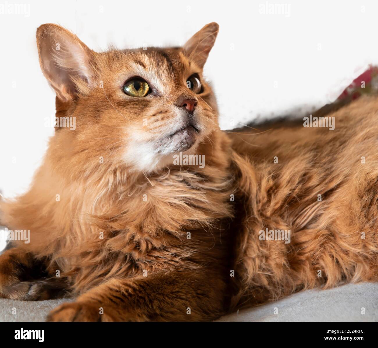 Le Chat Somalien Est Une Belle Race De Chat Qui Est Decrite Comme Un Renard Miniature Photo Stock Alamy