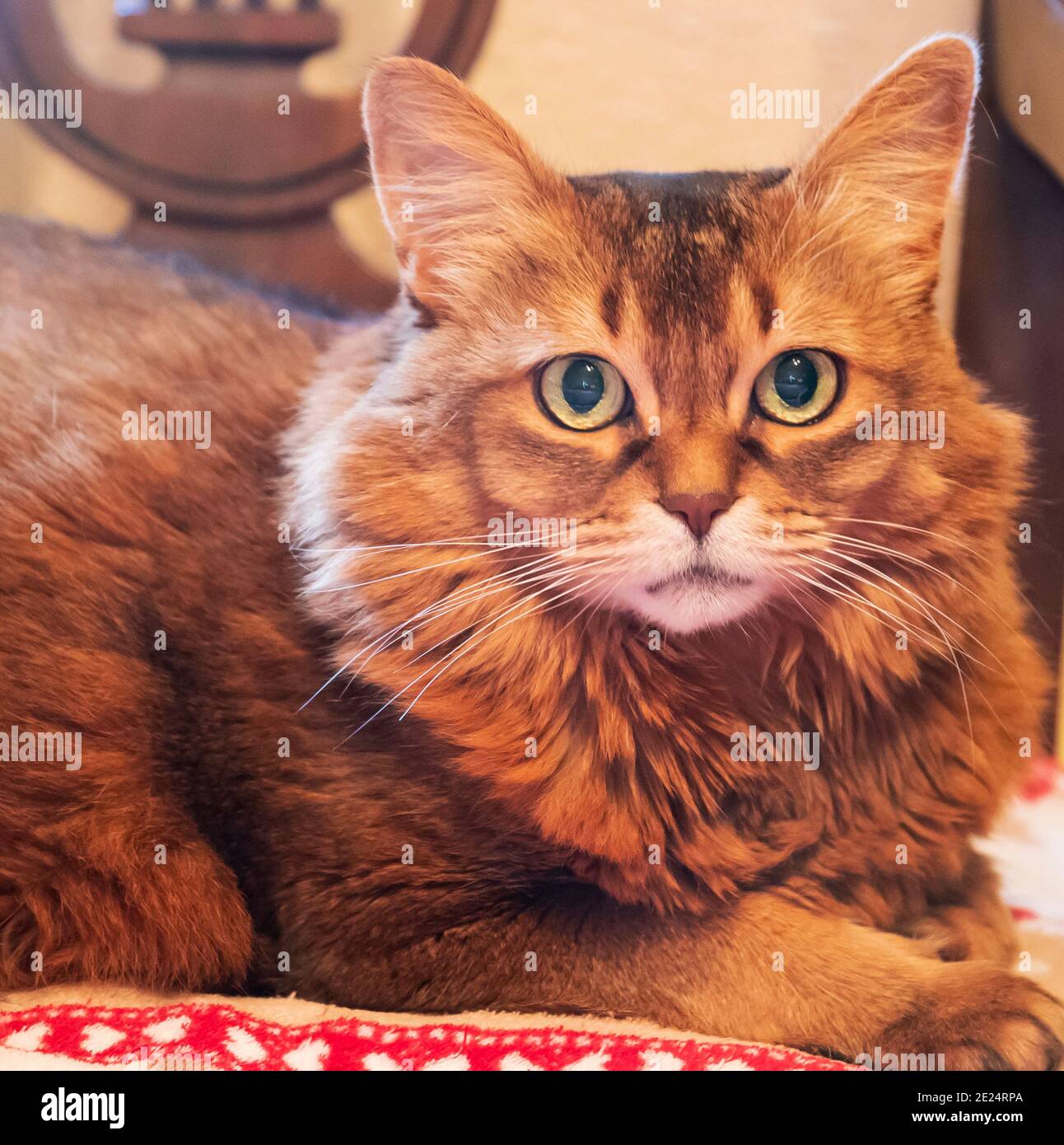 Le Chat Somalien Est Une Belle Race De Chat Qui Est Decrite Comme Un Renard Miniature Photo Stock Alamy