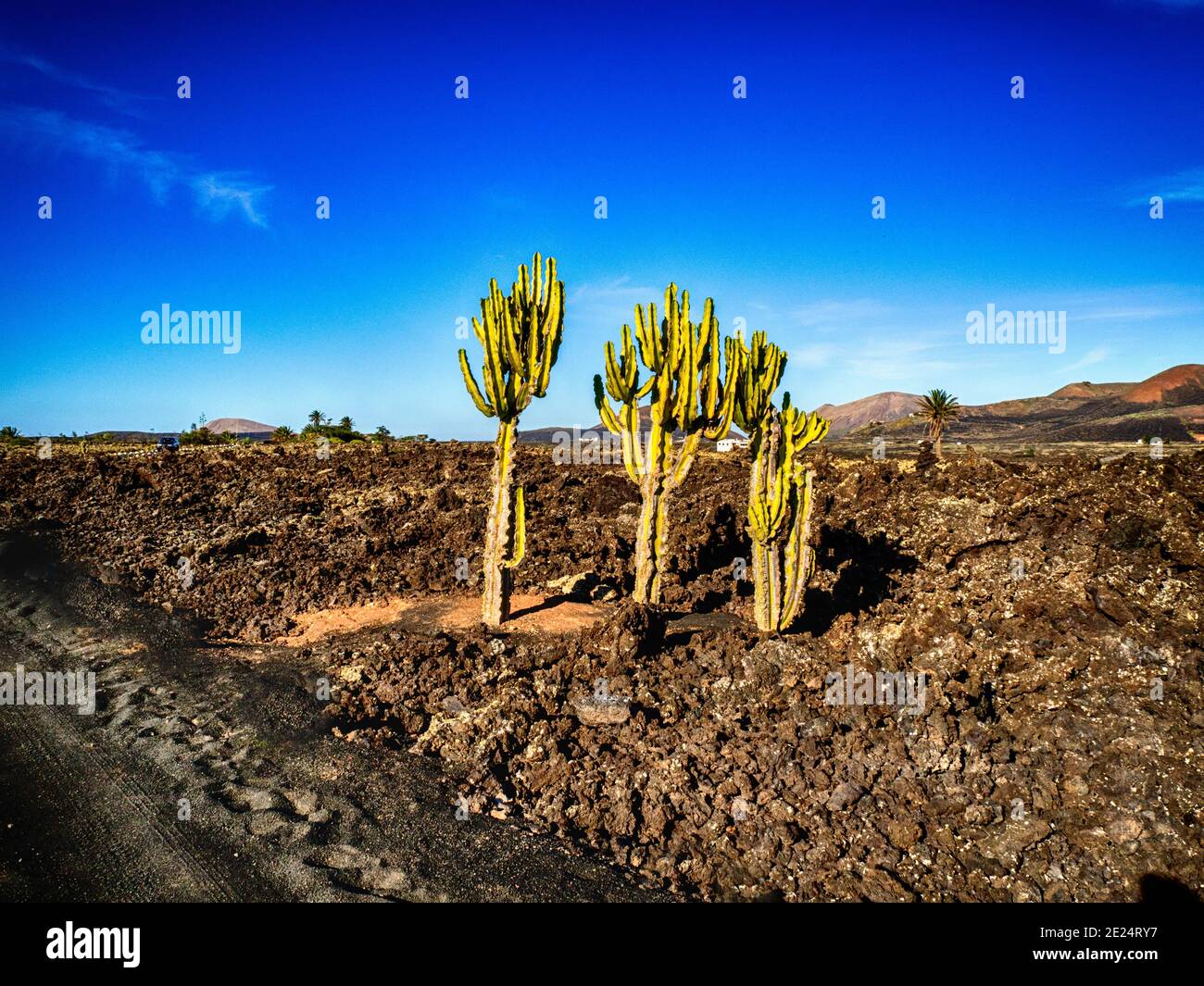 Cactus sur un champ de lave, Lanzarote, îles Canaries, Espagne Banque D'Images