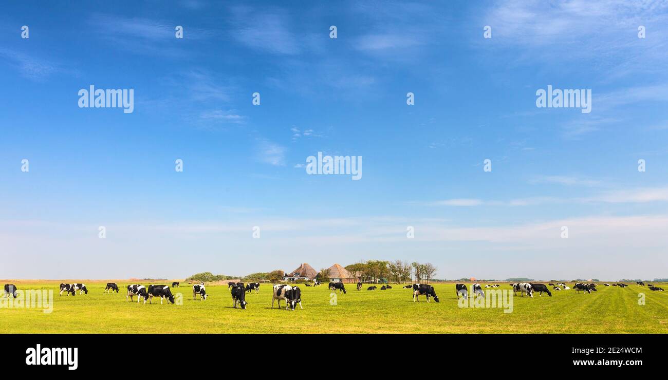 Image panoramique des vaches laitières sur l'île néerlandaise de Texel en été Banque D'Images