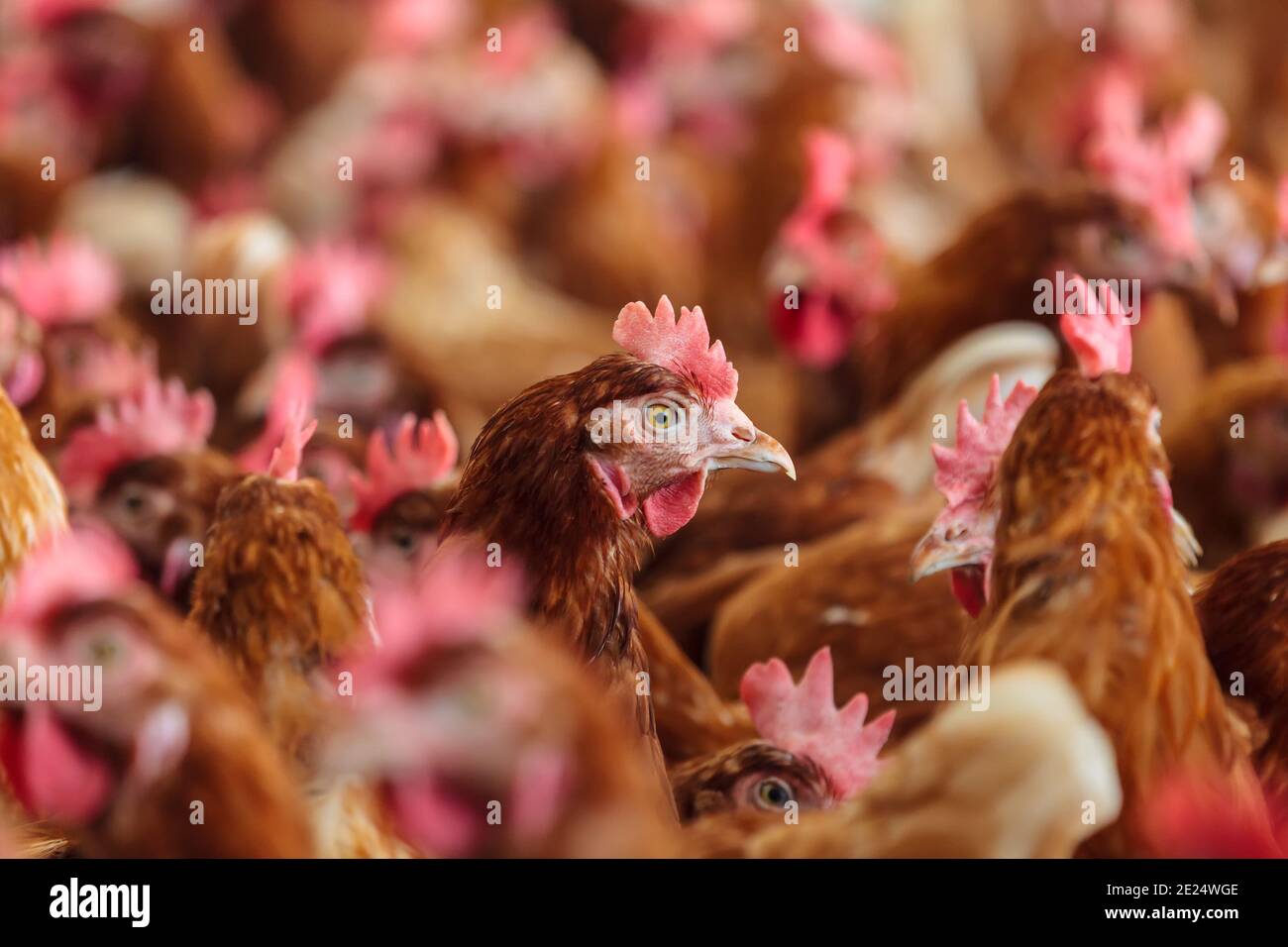 Une poule brune curieuse sur une ferme de poulet biologique à aire de répartition libre Banque D'Images