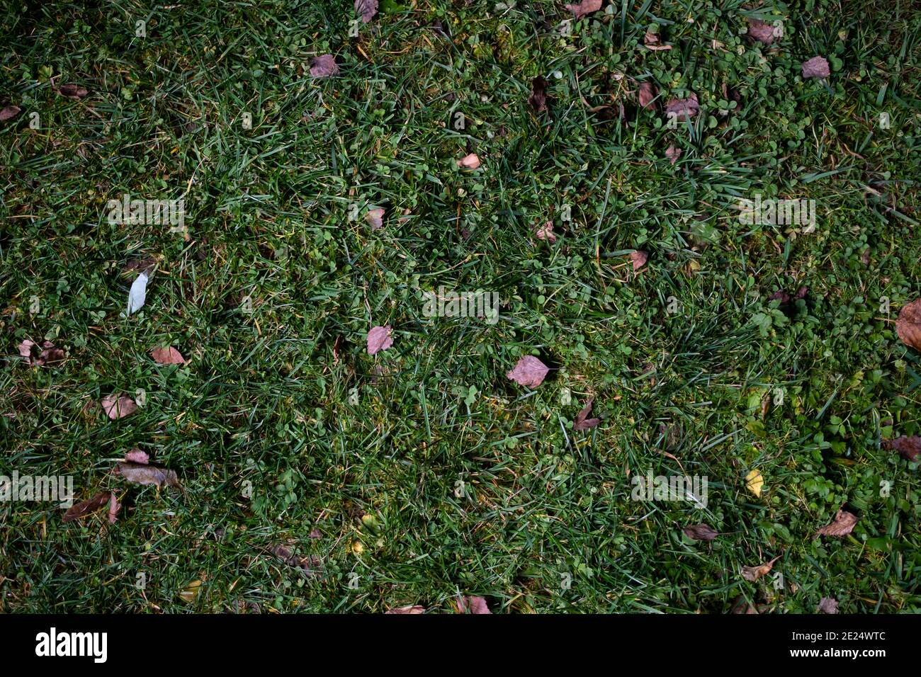Feuillage d'automne sur herbe verte, arrière-plan naturel vue du dessus dans les couleurs sombres Banque D'Images