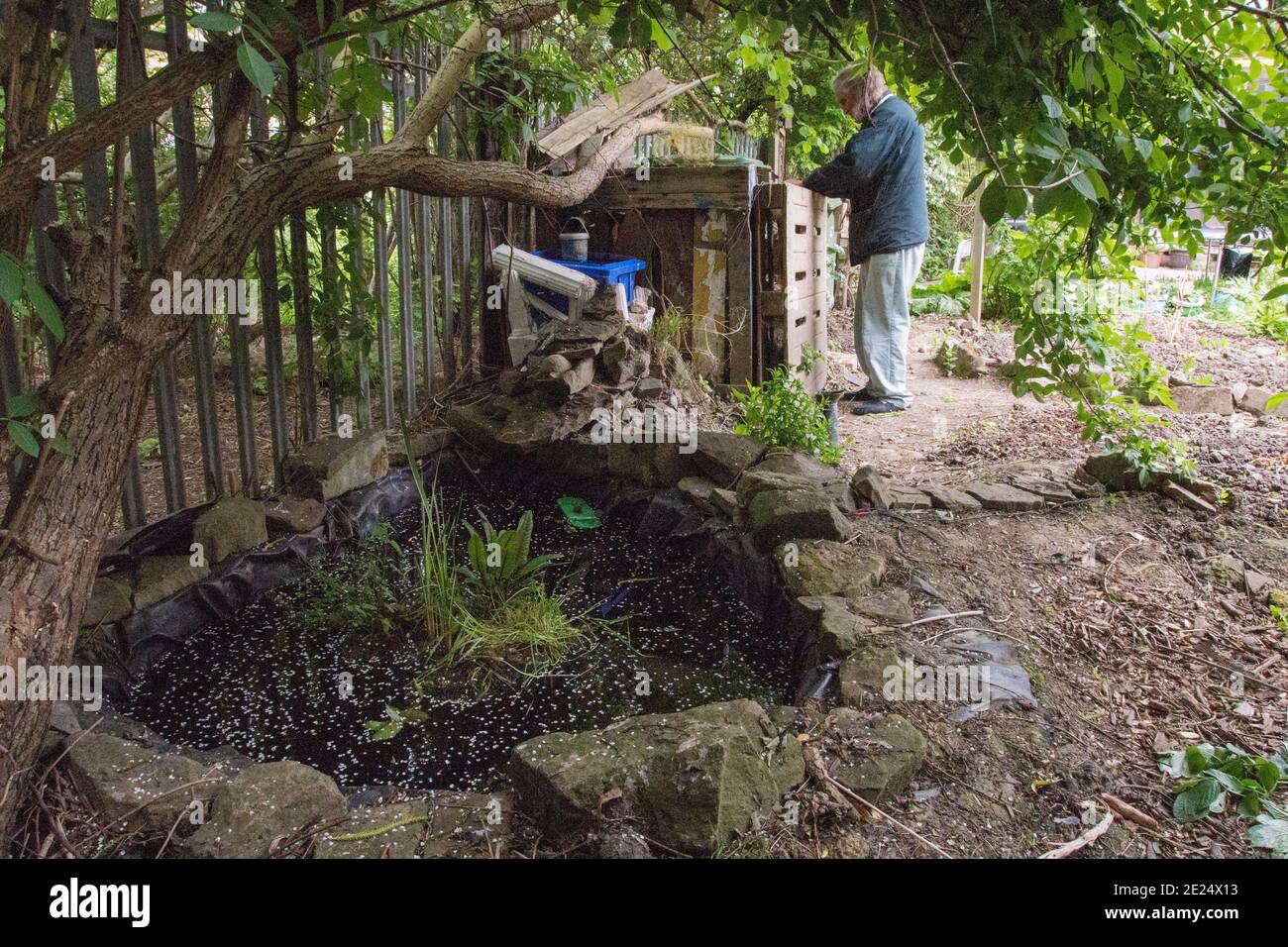 Un étang de jardin nouvellement créé commence à montrer des signes de vie : jardinage de permaculture, Sheffield, Royaume-Uni Banque D'Images