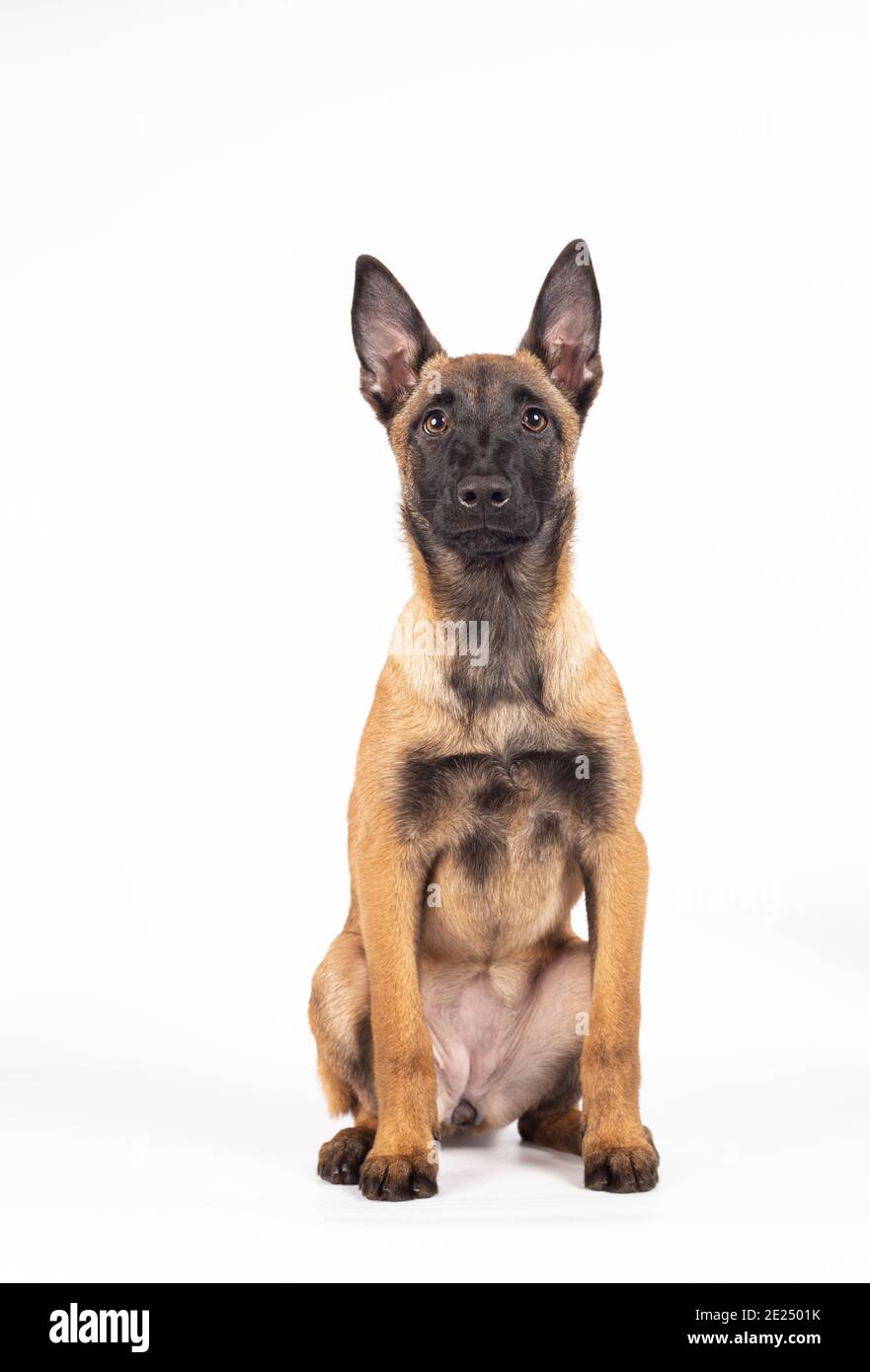 Magnifique Portrait D Un Chiot De Race Berger Belge Malinois Assis Sur Un Fond Blanc Photo Stock Alamy