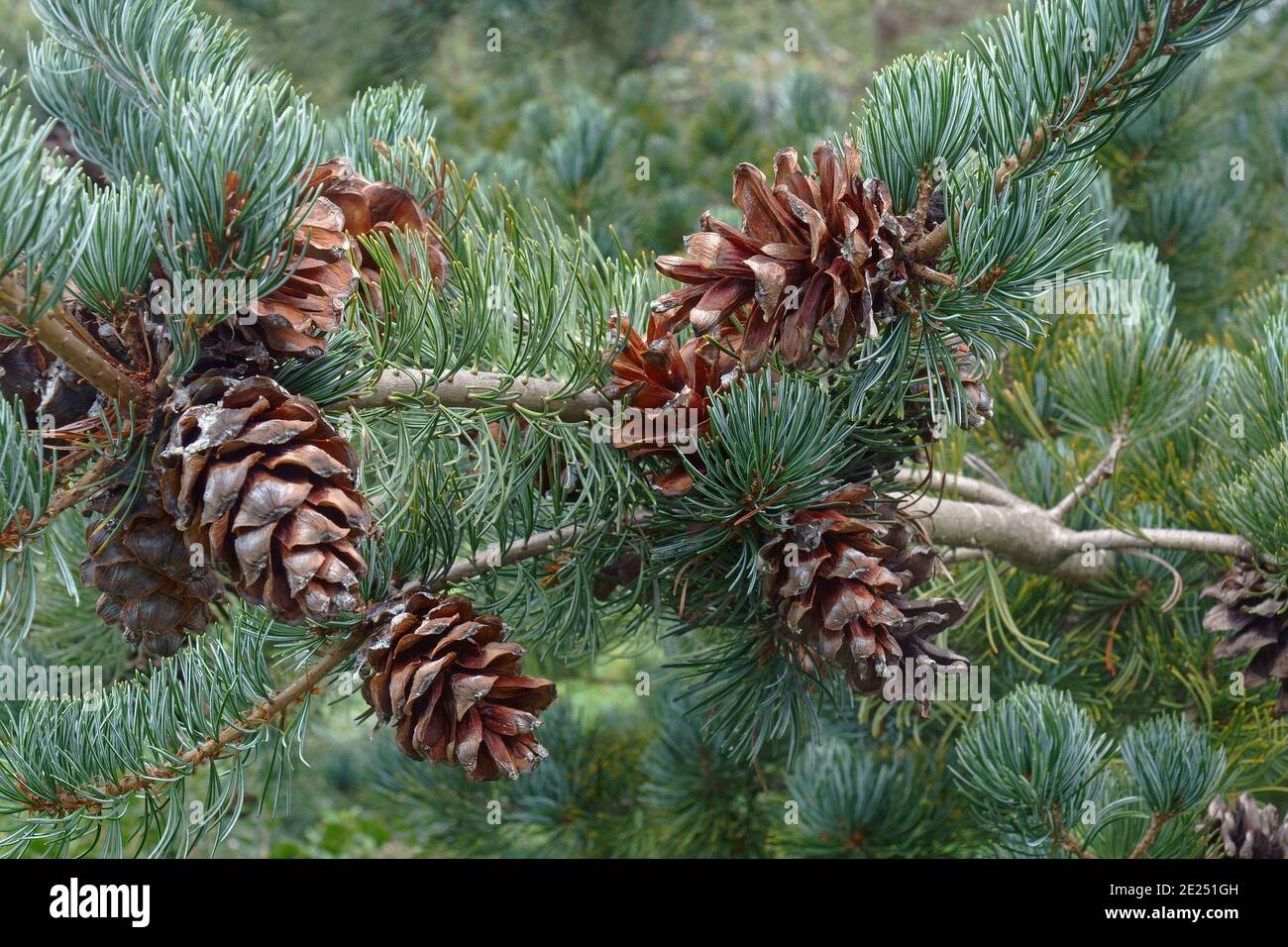 PIN blanc japonais Cleary (Pinus parviflora 'Cleary') Banque D'Images