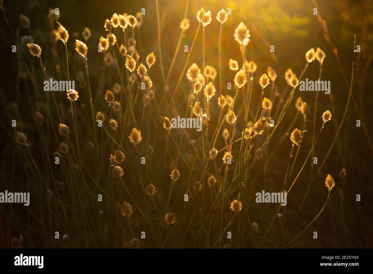 Magnifiques fleurs sauvages mises en valeur par le soleil d'été Banque D'Images