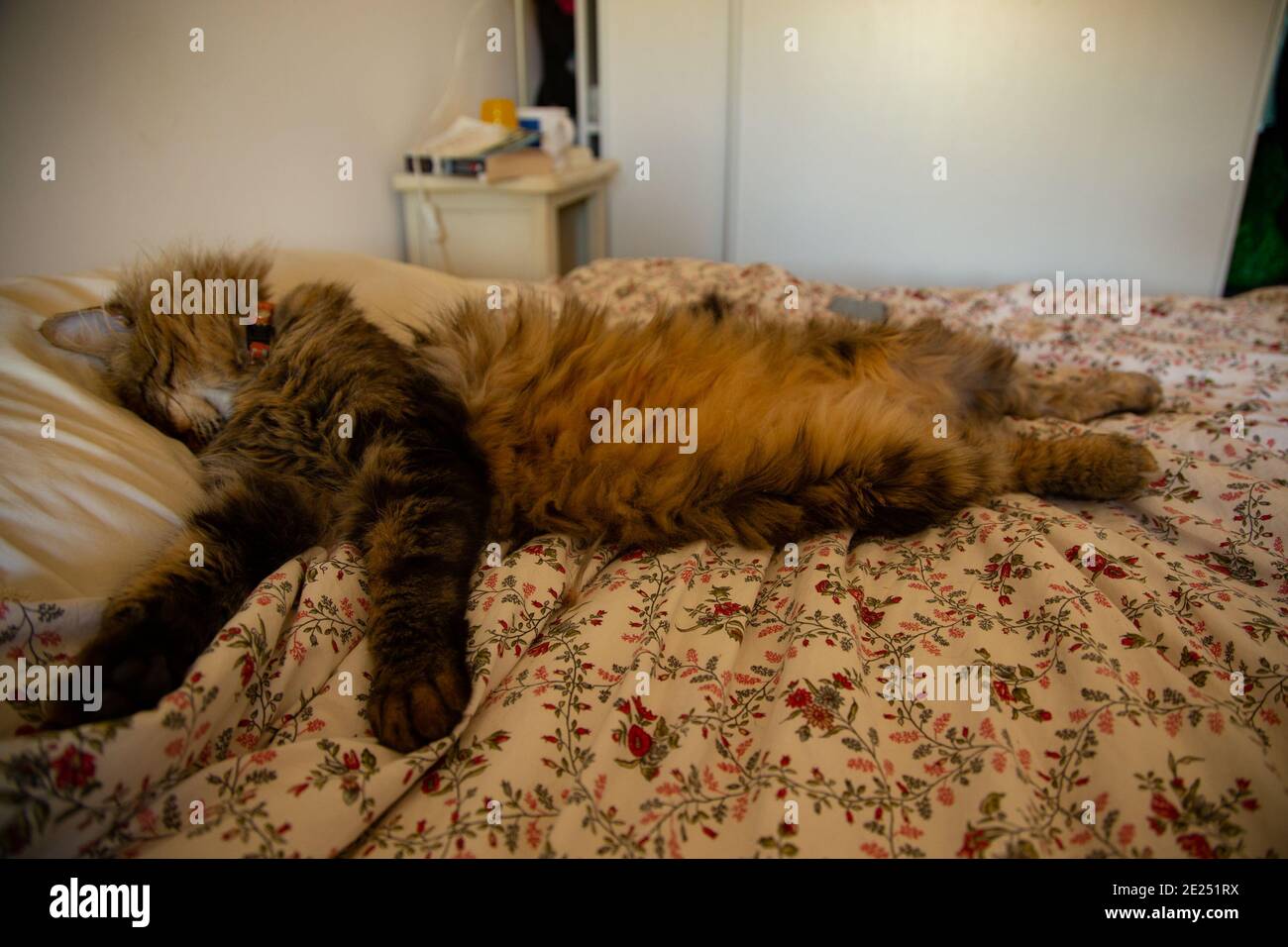 Le chat dormant dans une position délicate. Banque D'Images