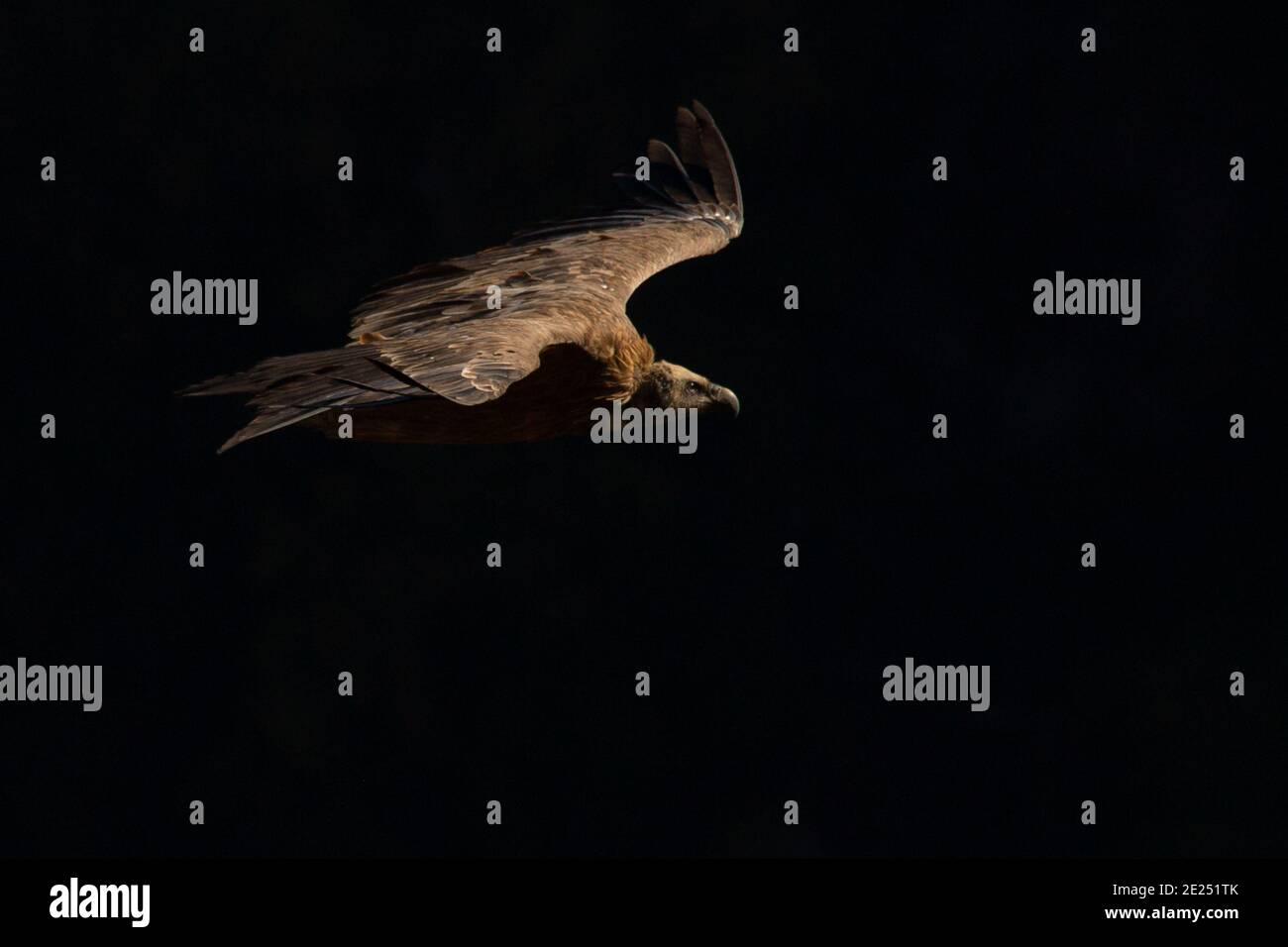 Portrait d'une griffon Vulture en plein soleil. Banque D'Images