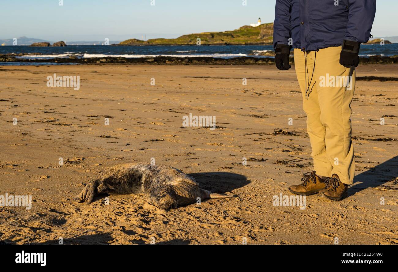 East Lothian, Écosse, Royaume-Uni, 12 janvier 2021. Météo au Royaume-Uni : journée froide et ensoleillée à la plage de Yellowcraig. Les gens dans le comté semblent se conformer au message de séjour à la maison comme la large étendue de large Sands plage est presque déserte malgré le beau temps. Un malheureux phoque gris mort se trouve sur la ligne de marée sur la plage Banque D'Images