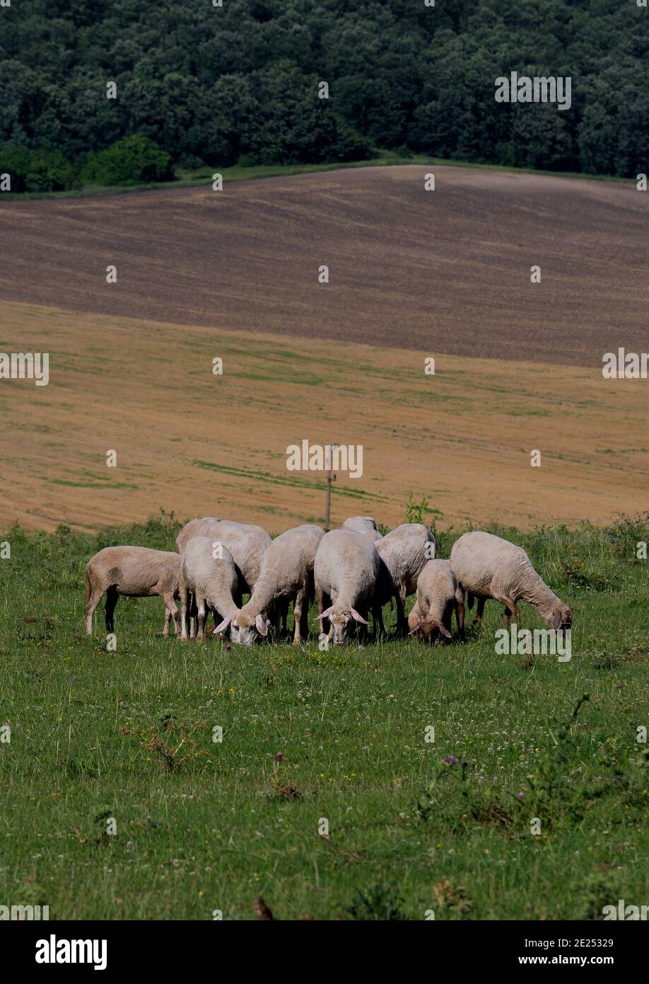 Élevage de moutons dans une petite ferme Banque D'Images