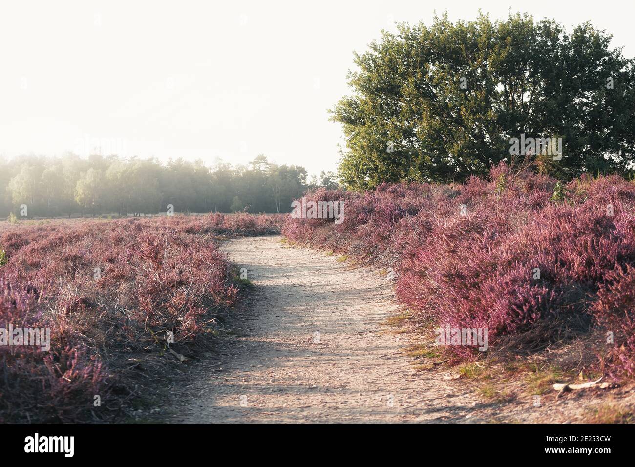 Chemin de sable à travers les serments dans le parc national de Veluwe Au coucher du soleil aux pays-Bas Banque D'Images
