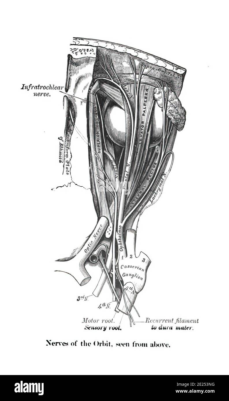 Structure des nerfs de l'orbite à partir d'un atlas de anatomie humaine vue d'en haut Banque D'Images