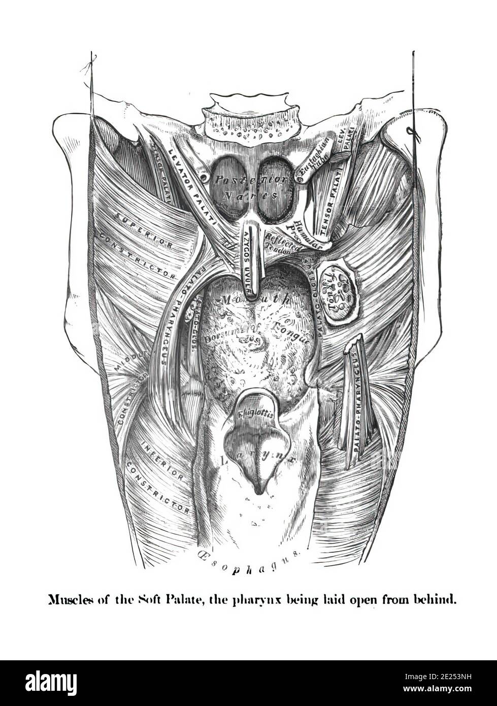 Structure des muscles du palais mou à partir d'un atlas de l'anatomie humaine Banque D'Images